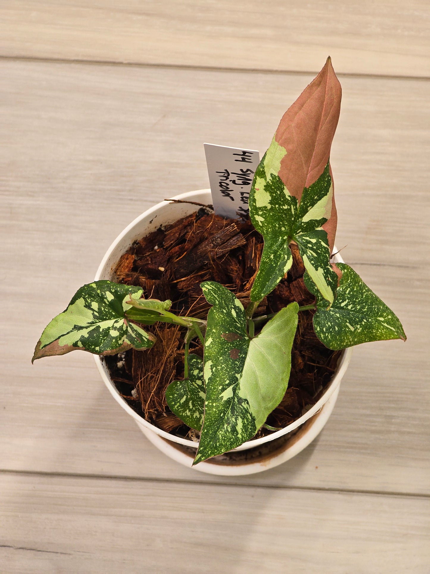 Syngonium Red Spot Tricolor #44