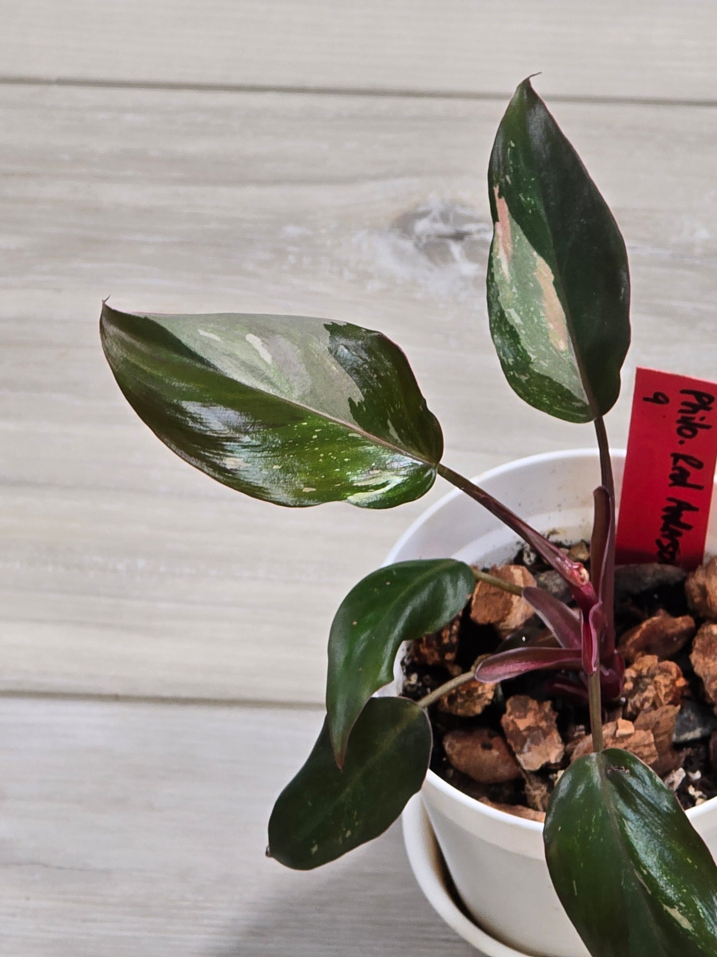 Philodendron Red Anderson #9