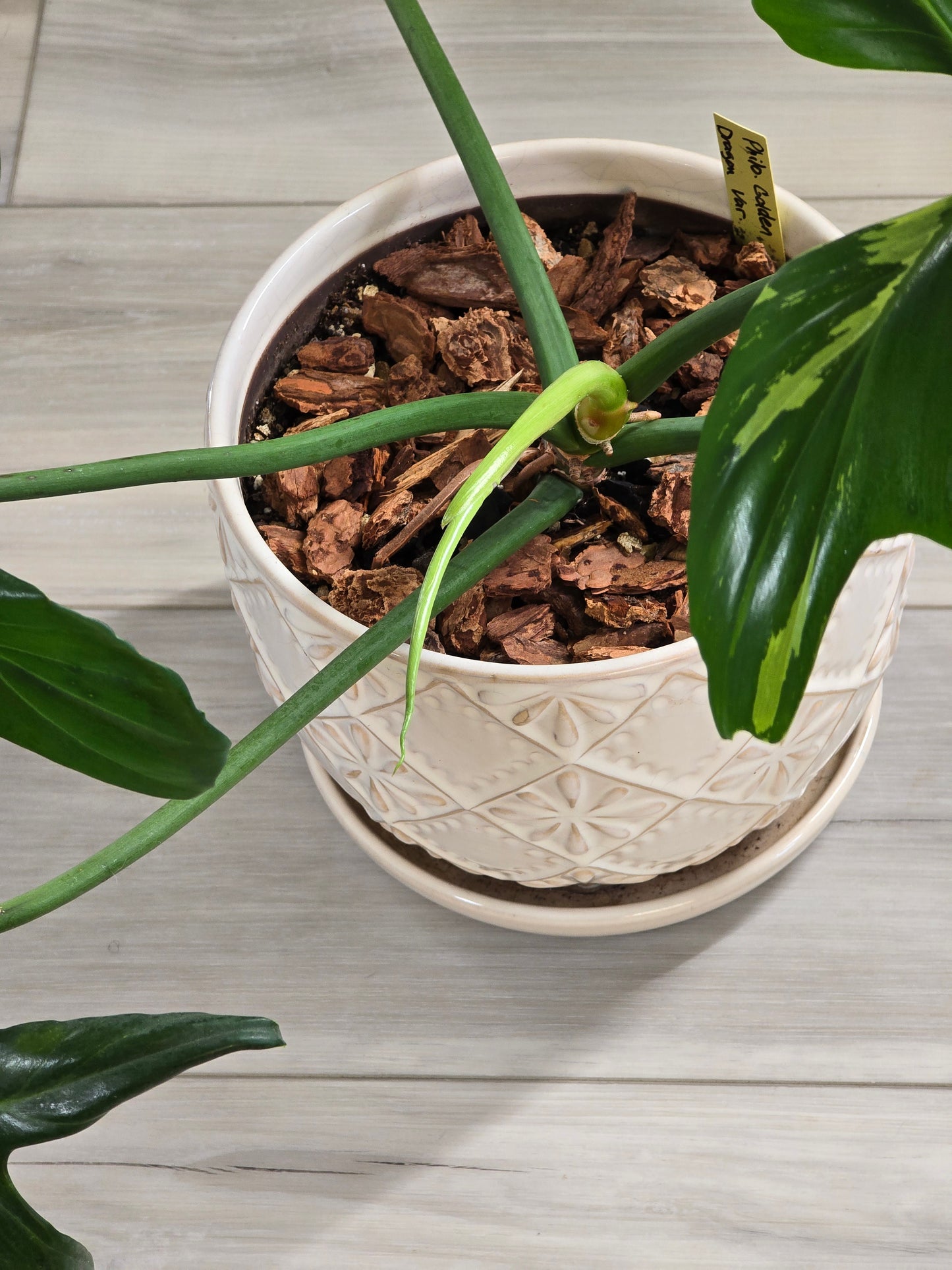 Philodendron Golden Dragon Variegated