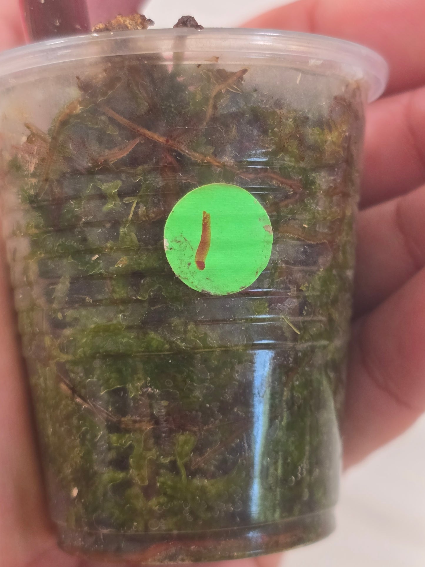 Philodendron Strawberry Shake #1