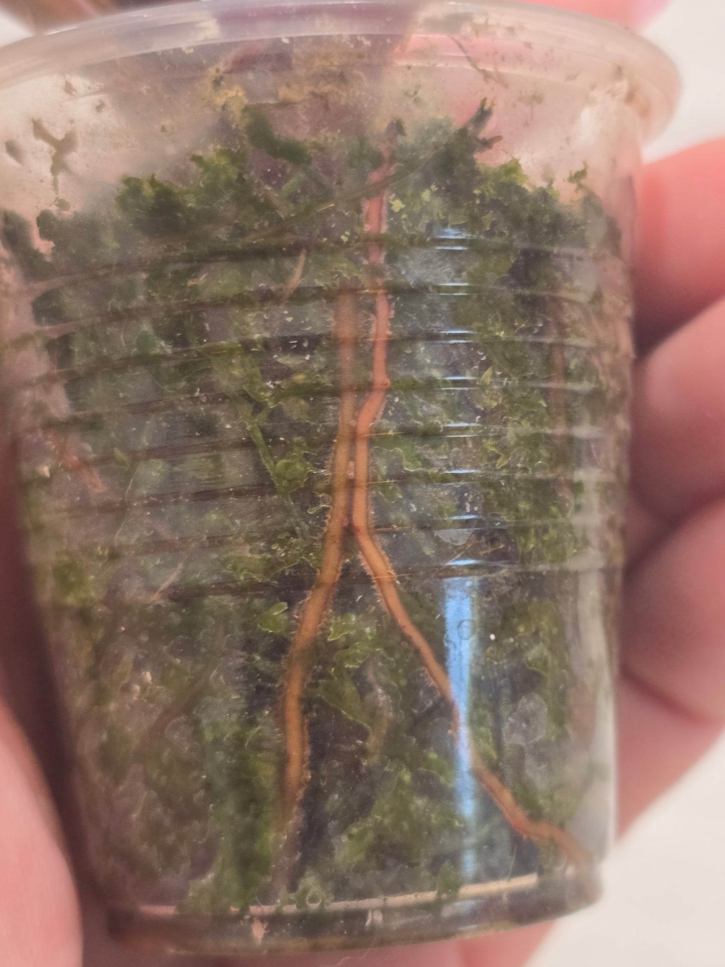 Philodendron Strawberry Shake #2