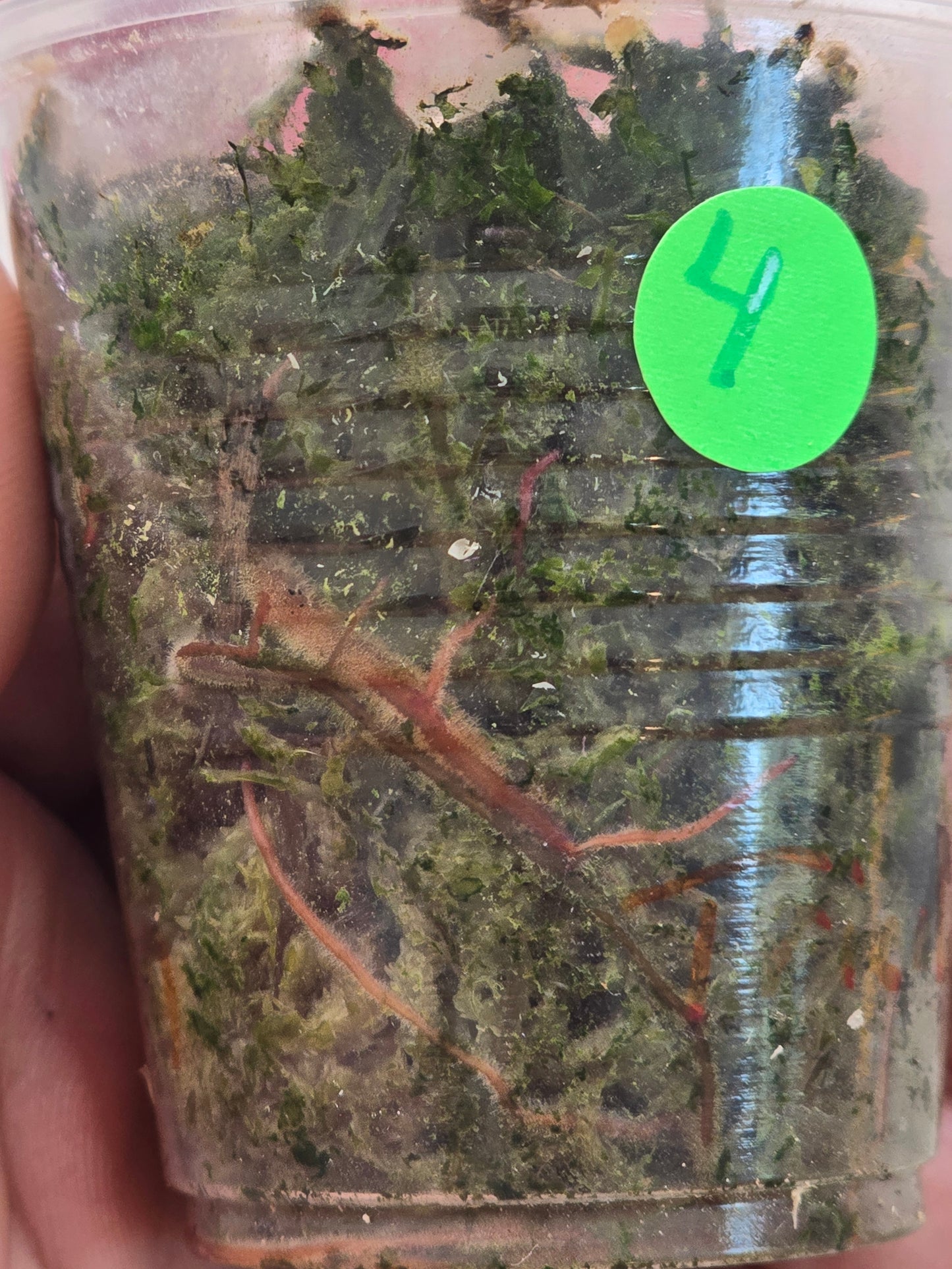 Philodendron Strawberry Shake #4