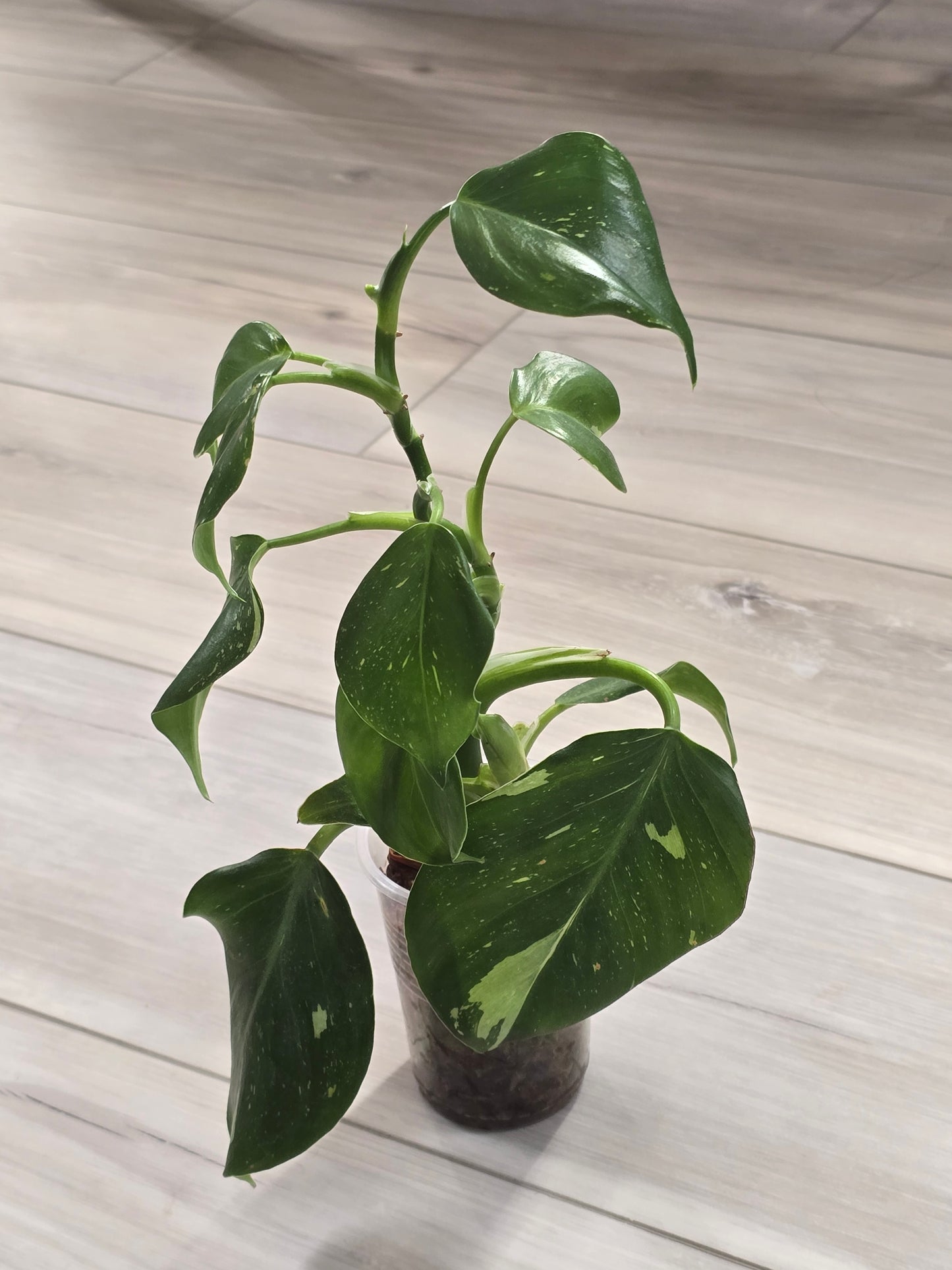 Philodendron White Wizard #1