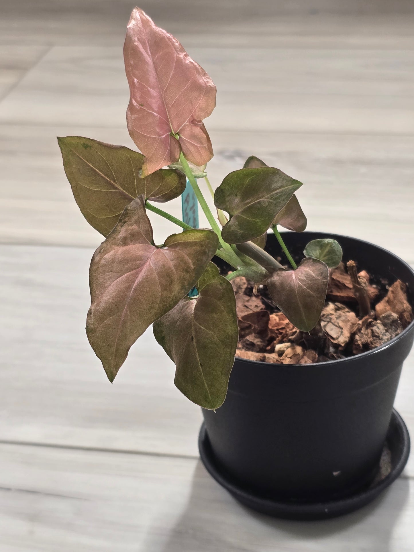 Syngonium Pink Emerald