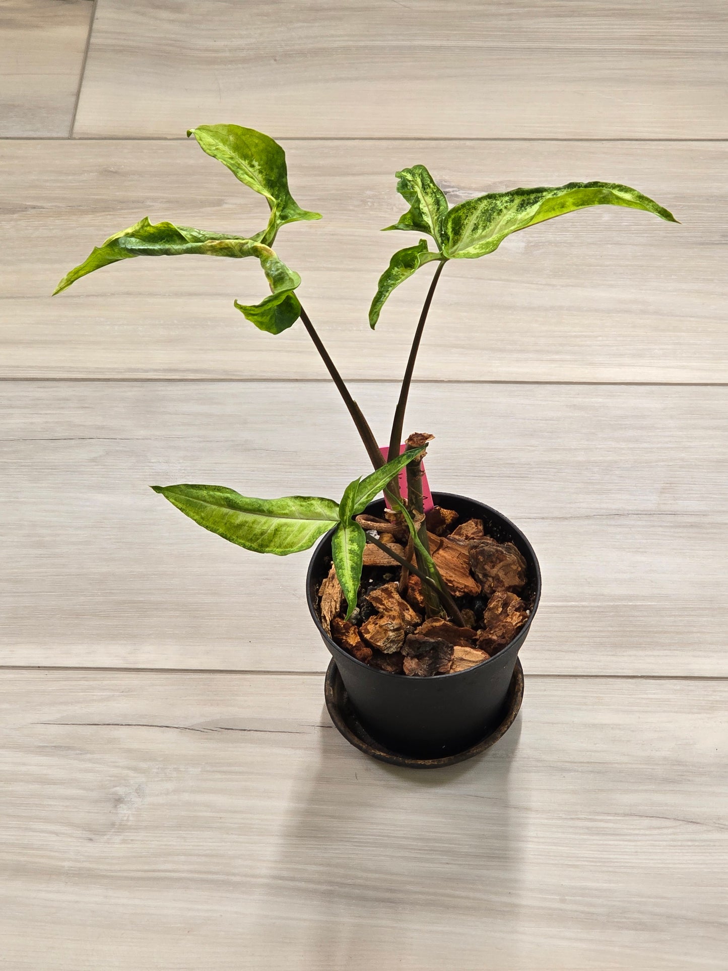Syngonium Angustatum Variegated #23