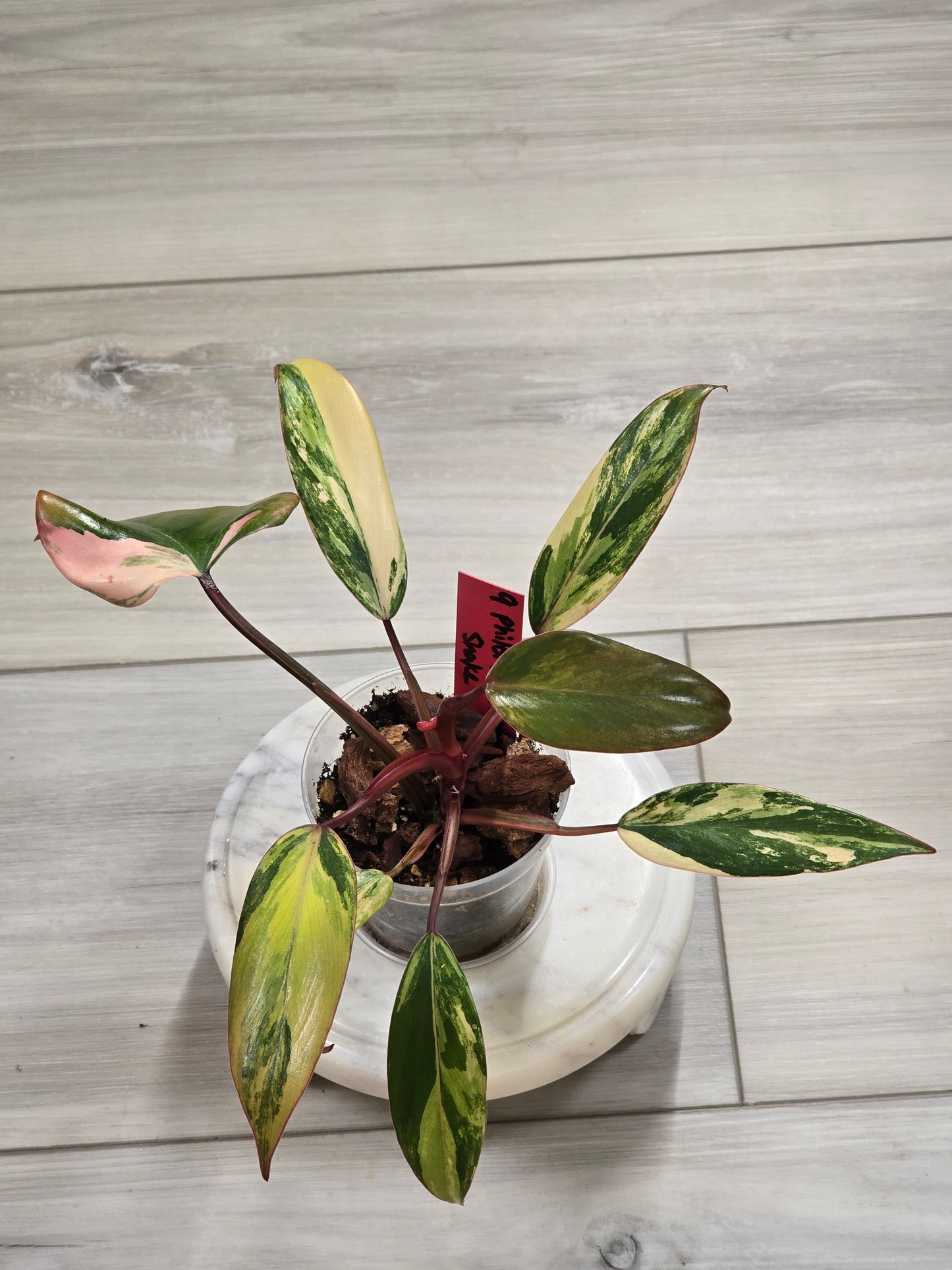 Philodendron Strawberry Shake #9