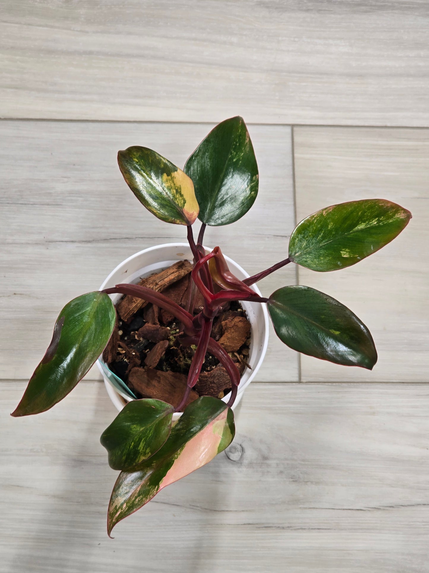 Philodendron Strawberry Shake #2