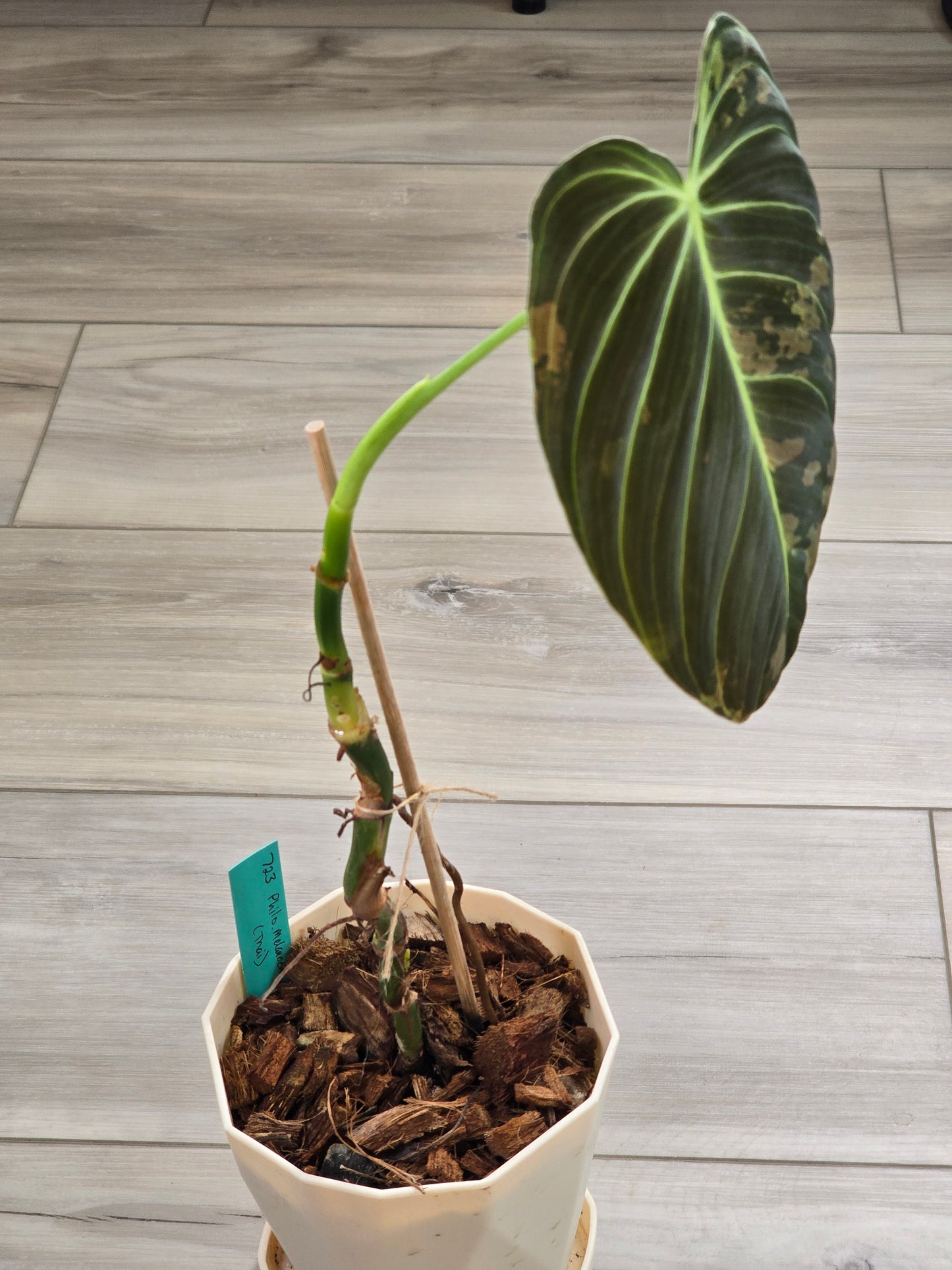 Philodendron Melanochrysum Variegated