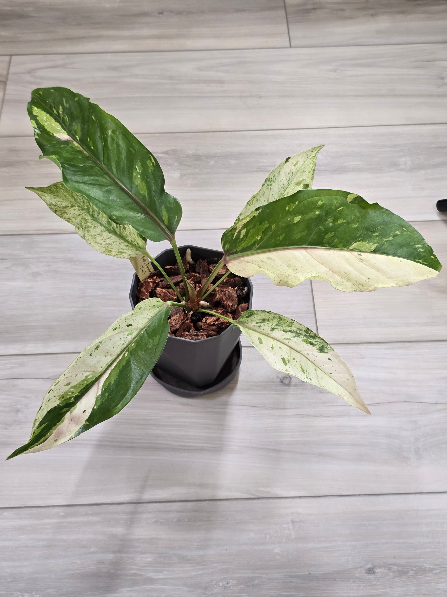 Anthurium Renaissance Variegated #521