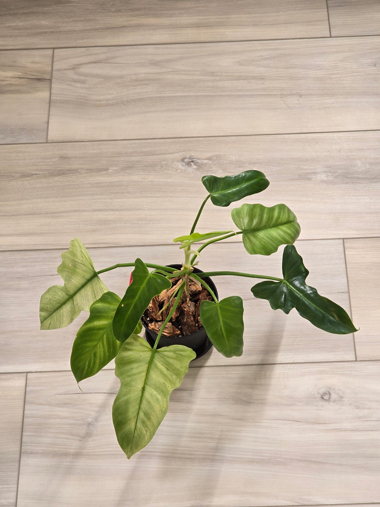 Philodendron Golden Dragon Mint #3