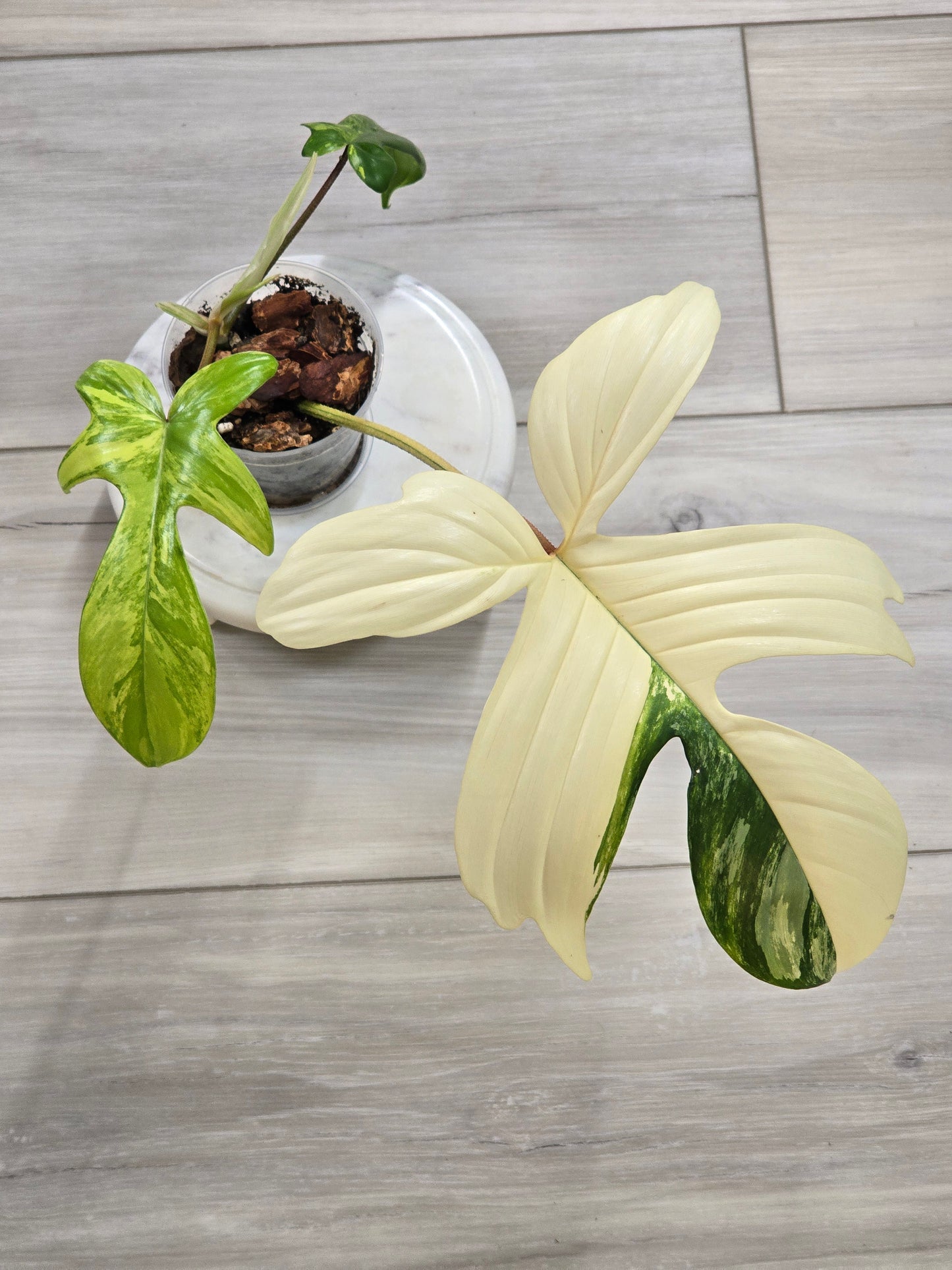 Philodendron Florida Beauty Variegated
