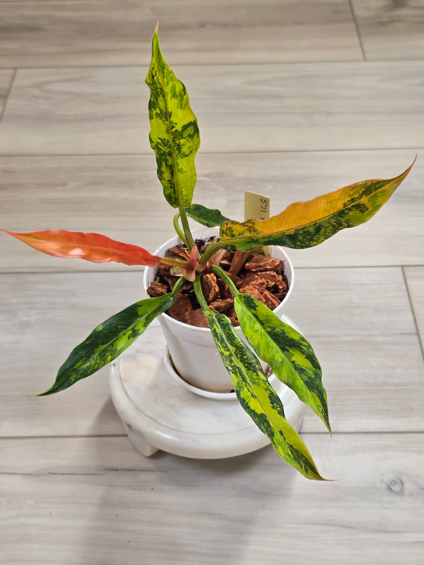 Philodendron Caramel Marble Fire Tiger #571