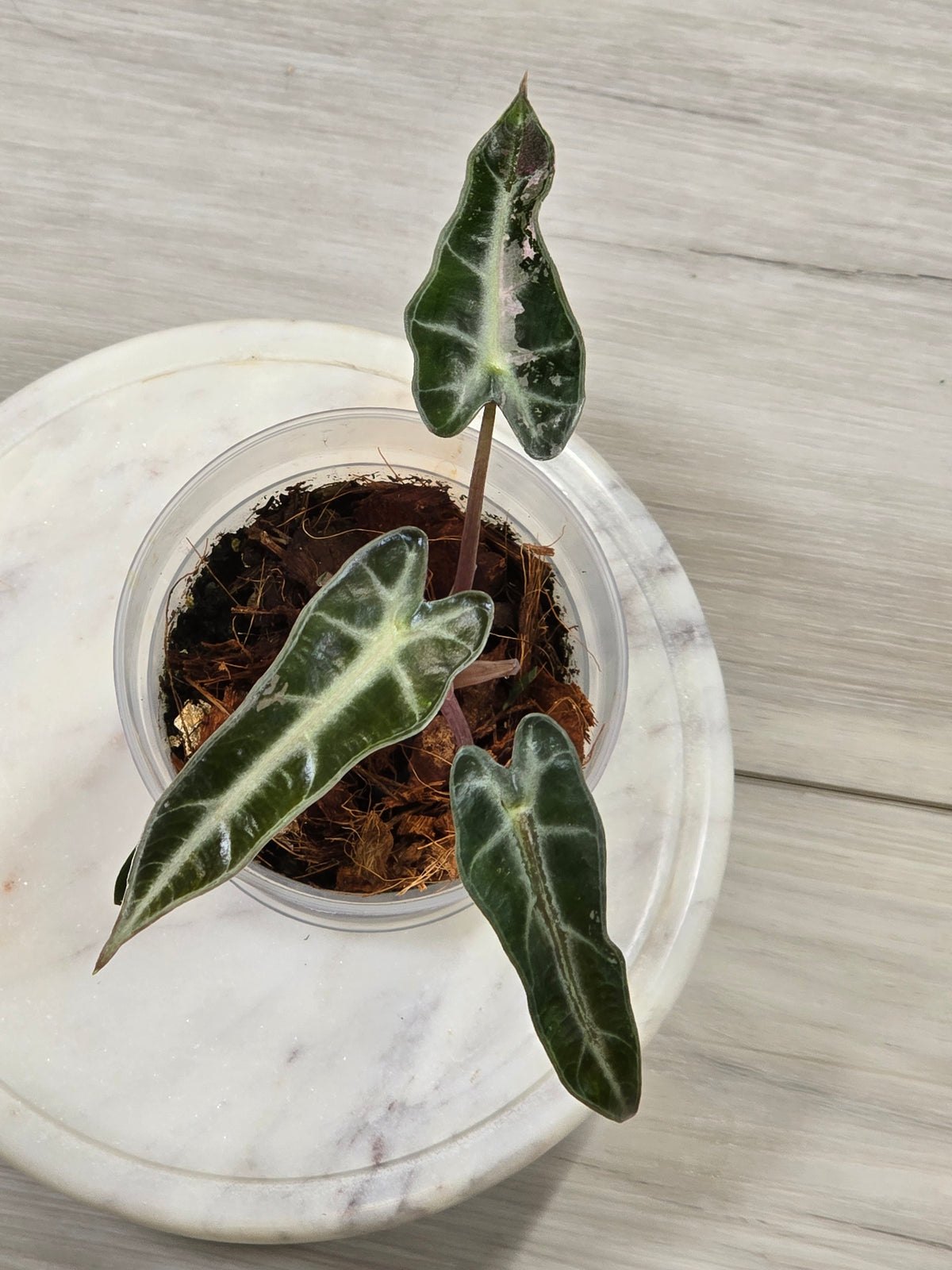 Alocasia Pink Bambino #40