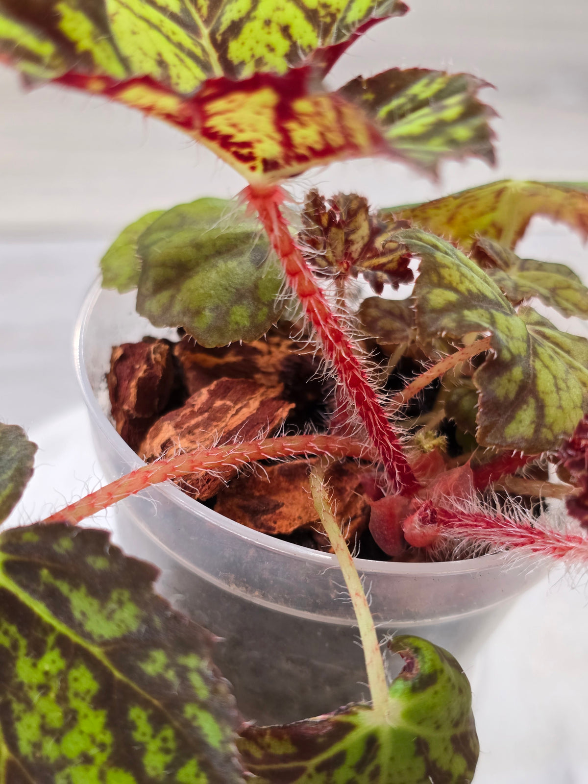 Begonia NOID Import from Thailand #3