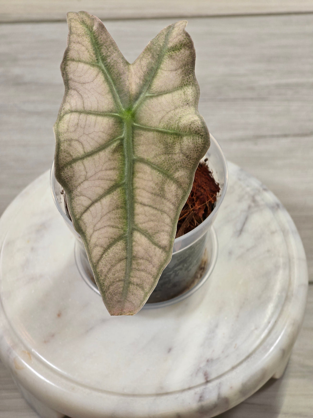 Alocasia Pink Mint #15