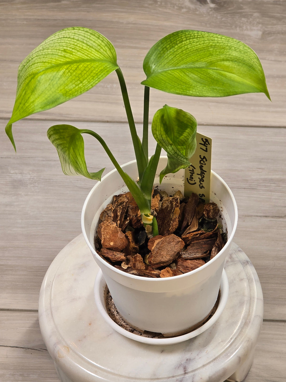 Scindapsus White Monster #547