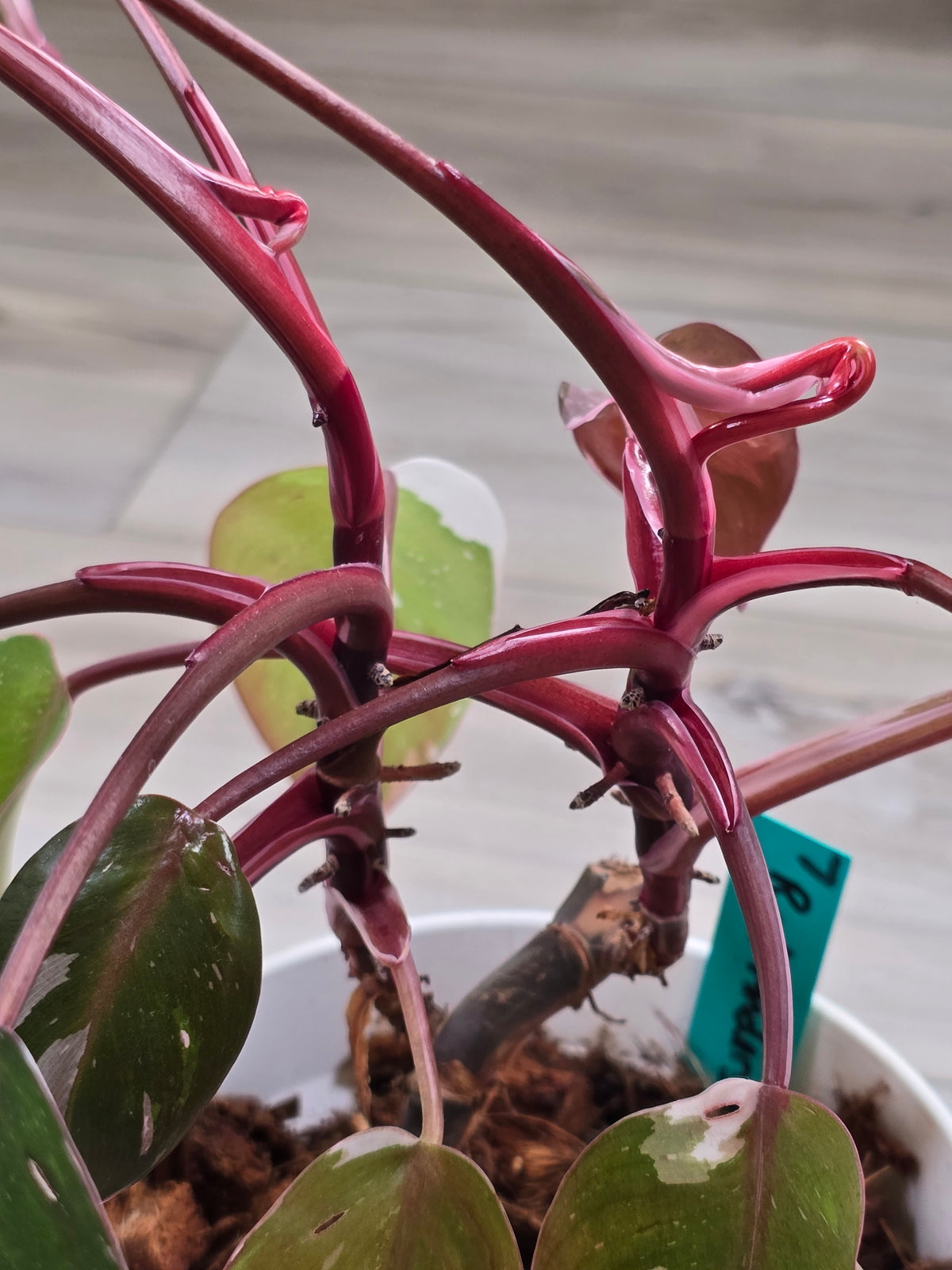 Philodendron Red Anderson Mother Plant #7