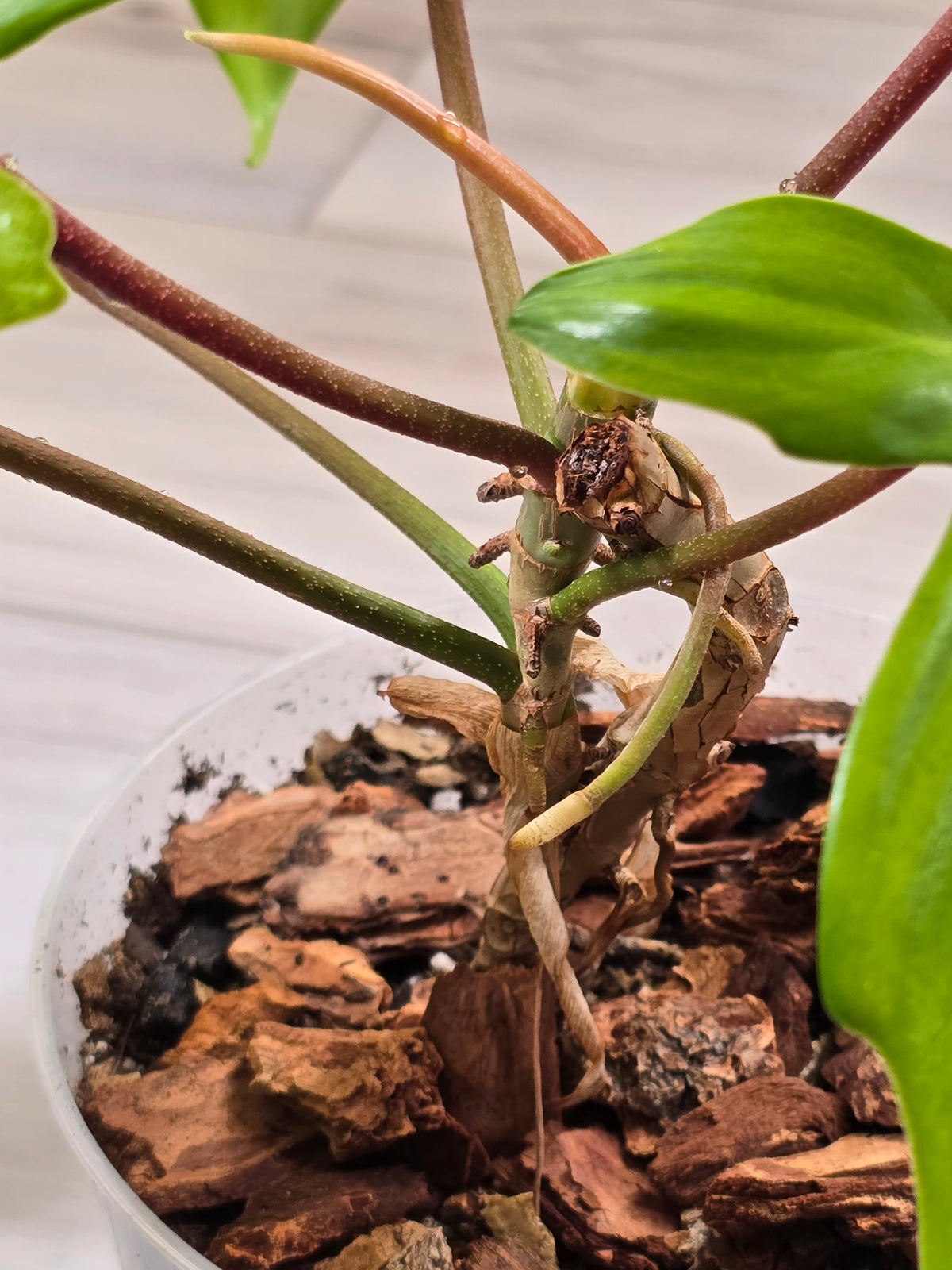 Philodendron Florida Ghost Mother Plant #5