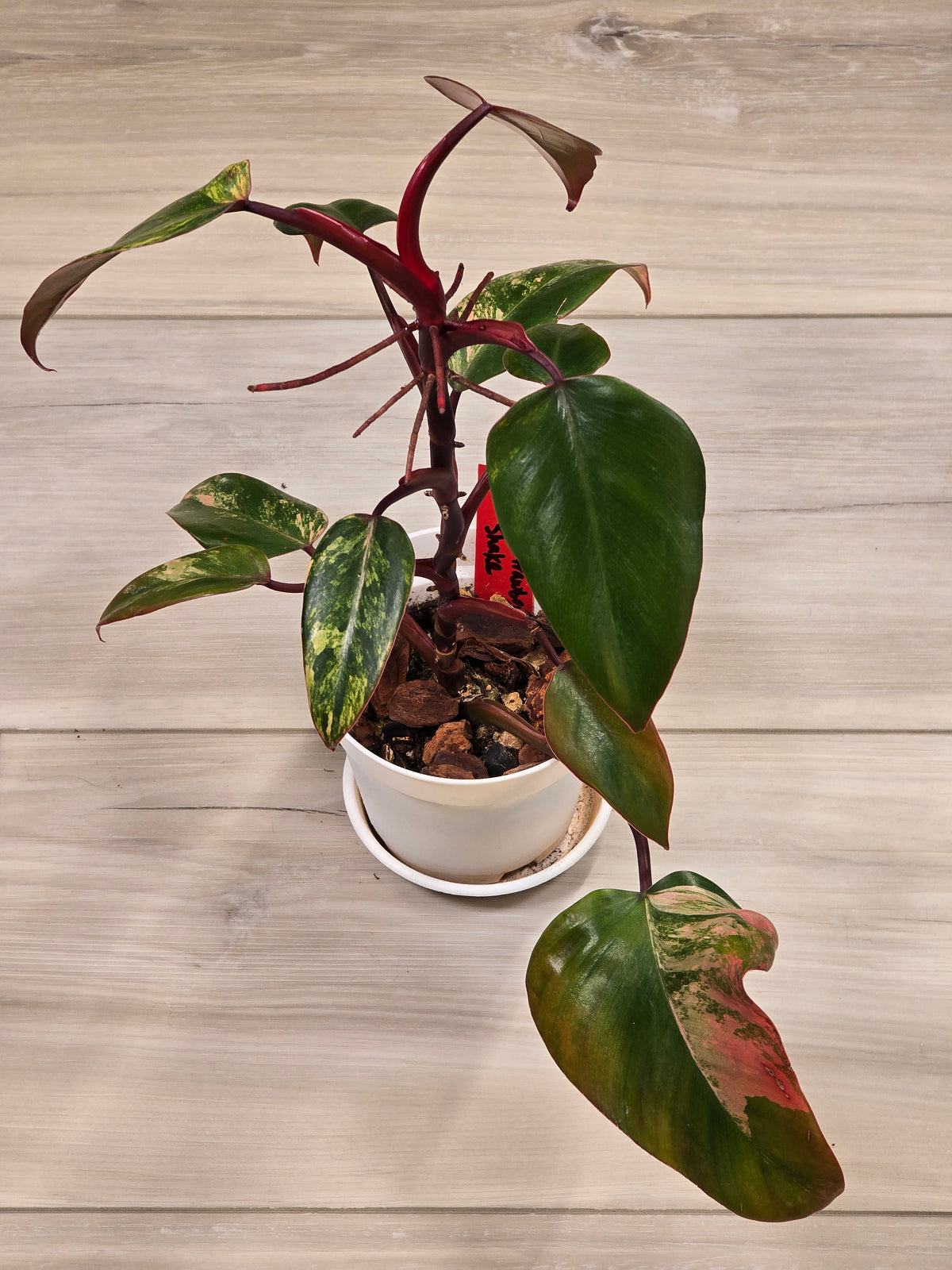 Philodendron Strawberry Shake #3