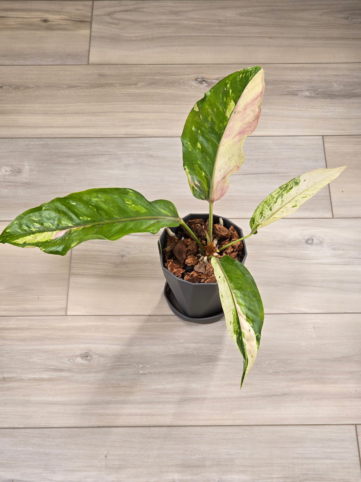 Anthurium Renaissance Variegated #521
