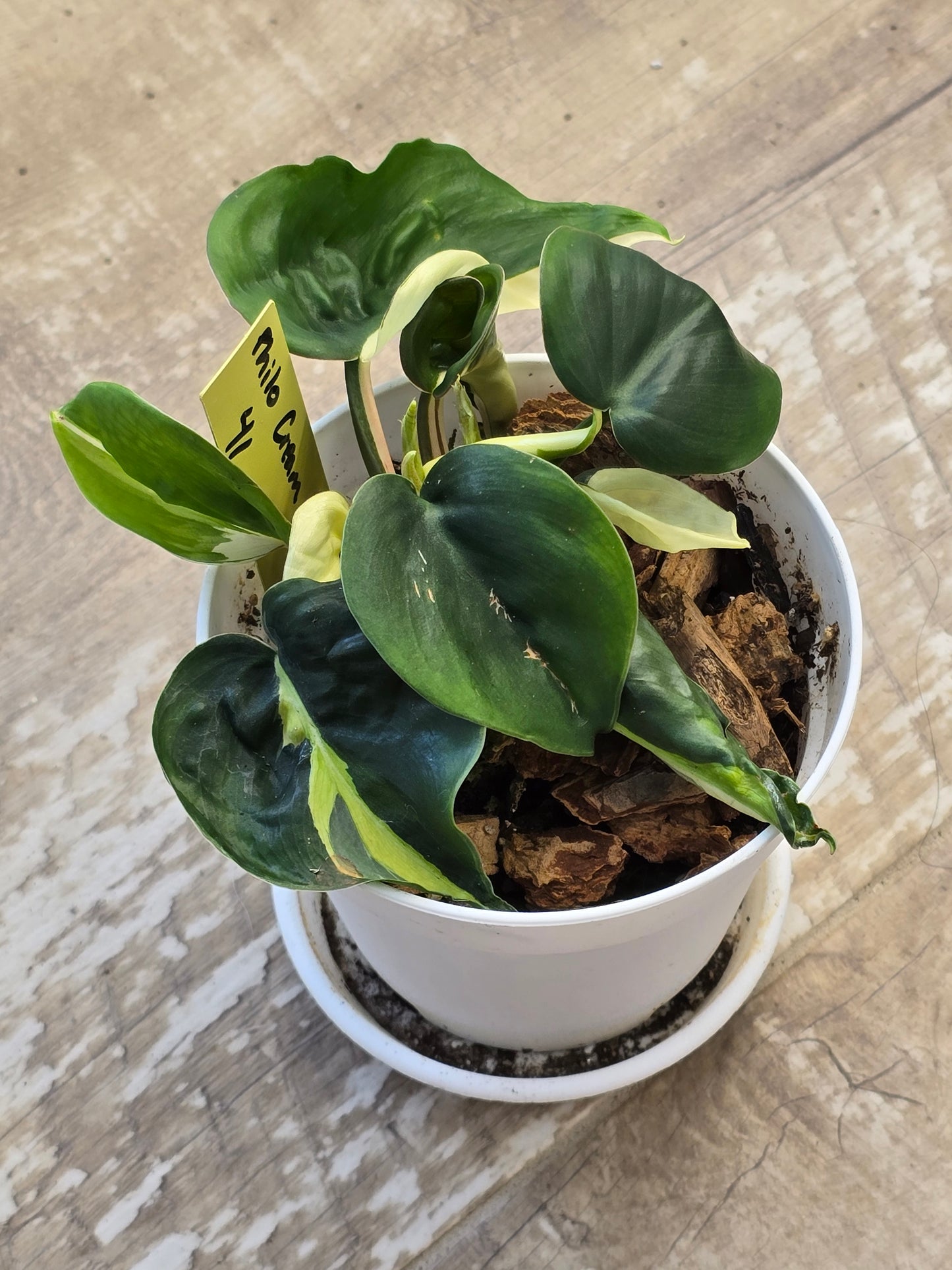 Philodendron Cream Splash #41