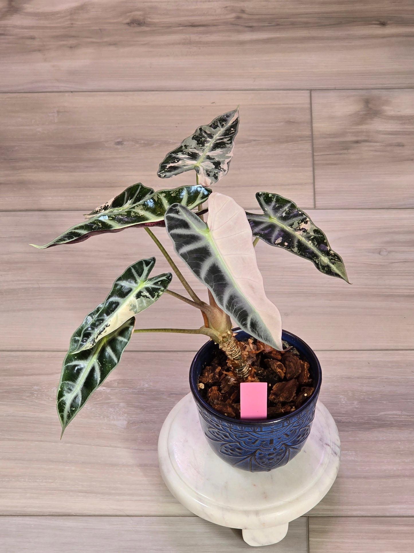 Alocasia Pink Bambino