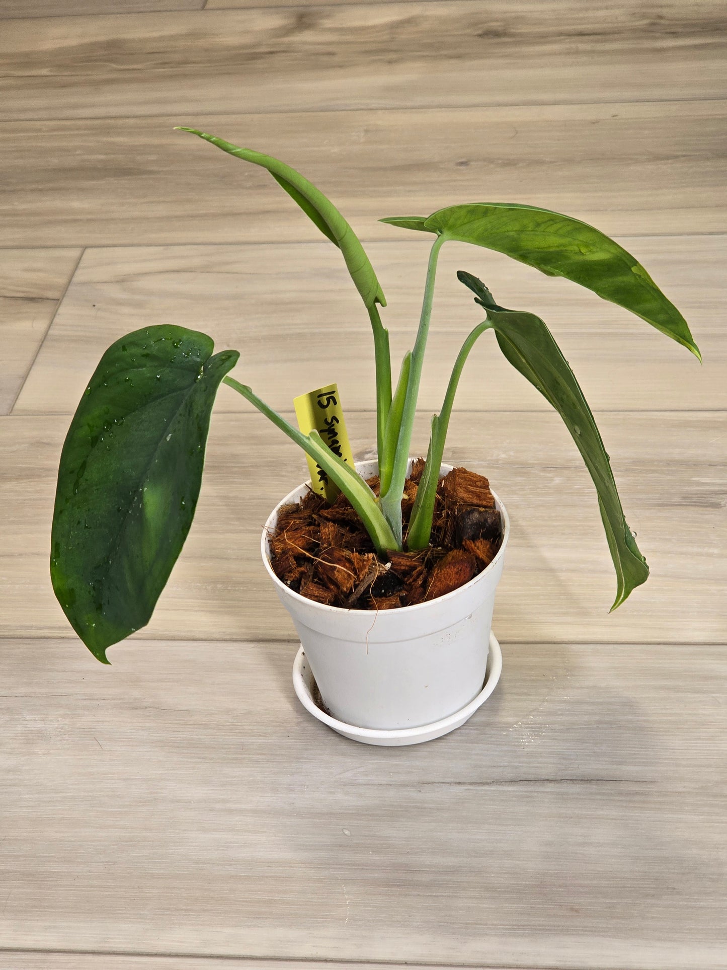 Syngonium Chiapense Variegated #15