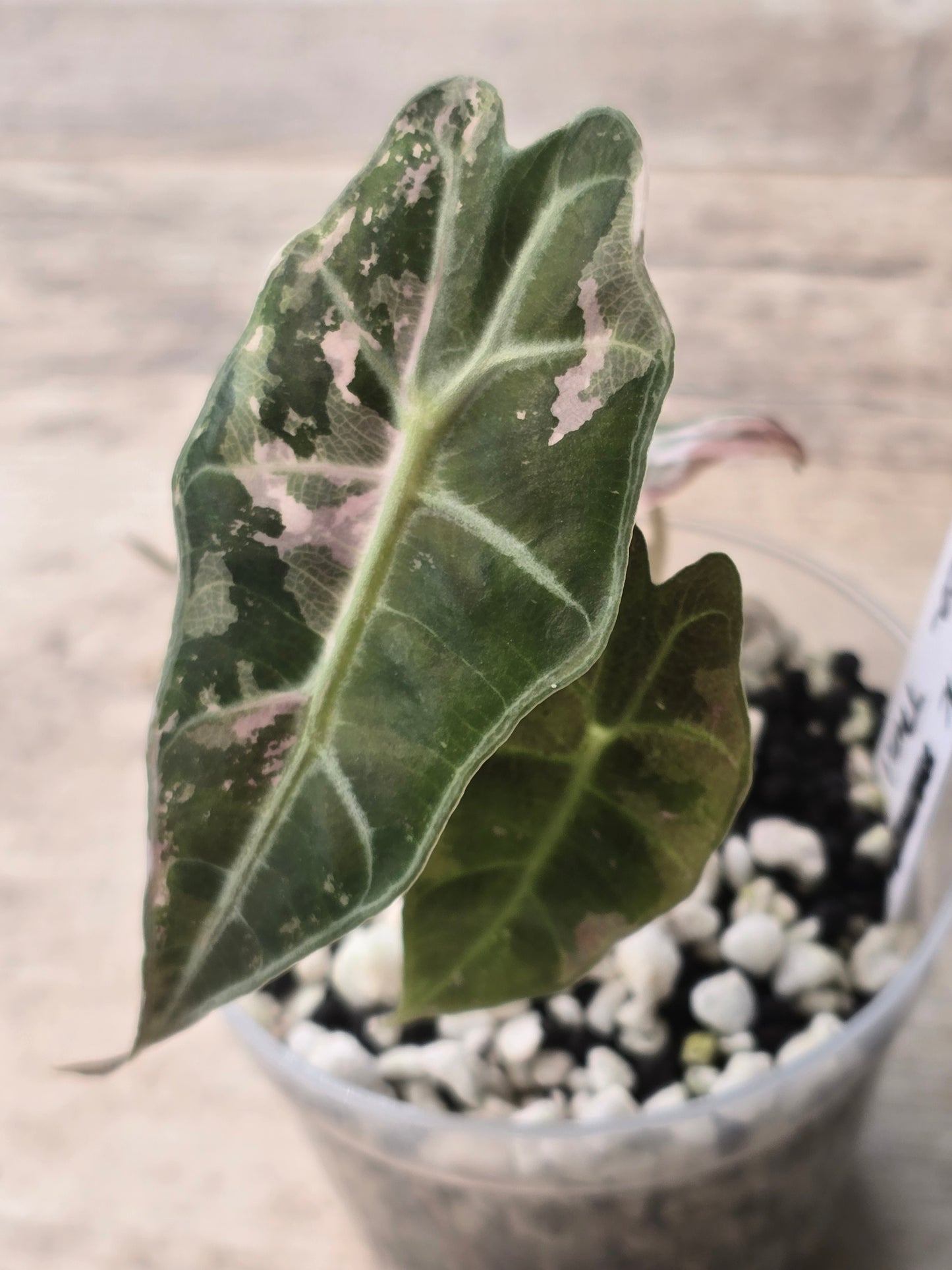 Alocasia Pink Amazonica Thai Version #13