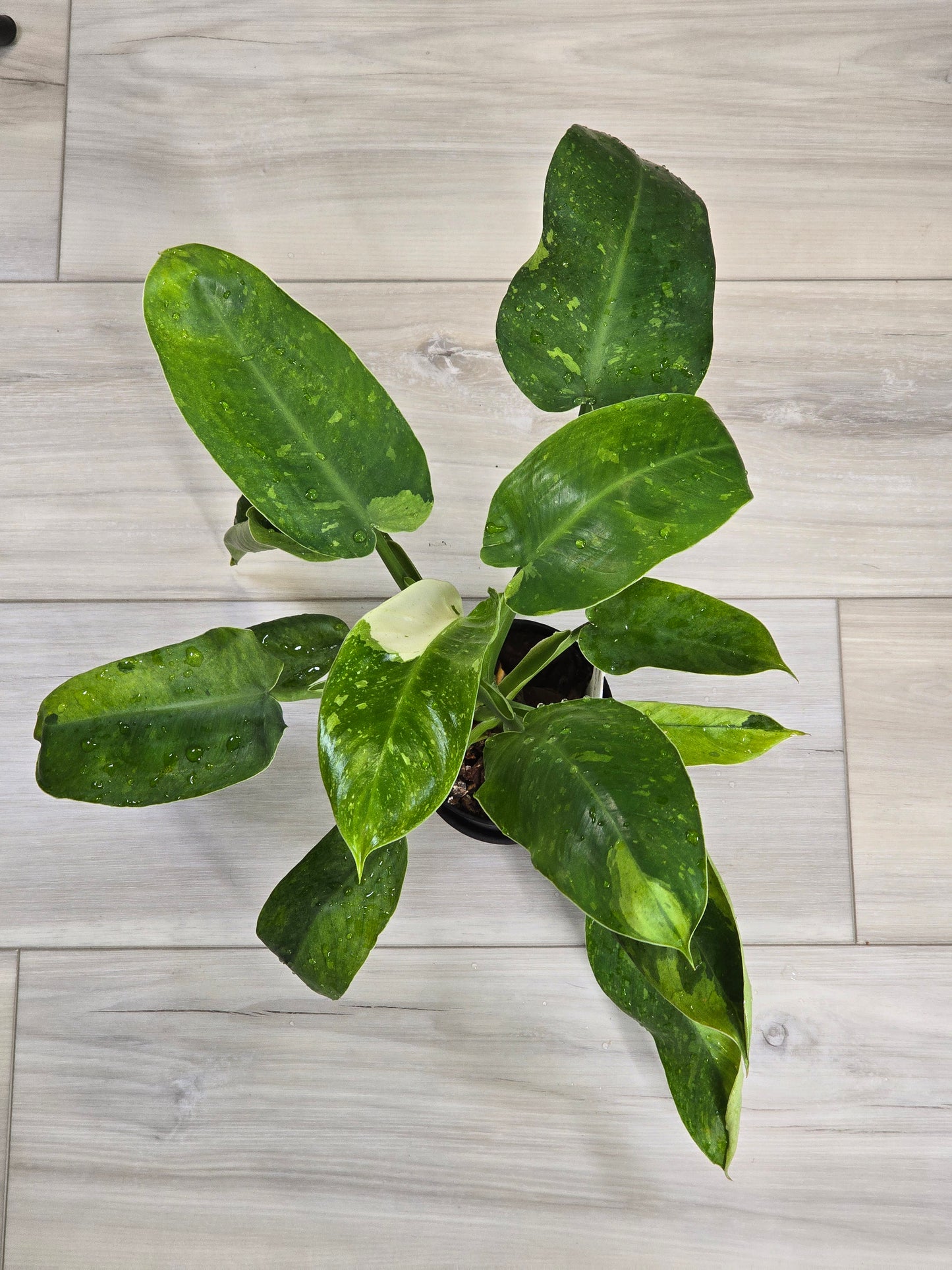 Philodendron Jose Buono Variegated #164