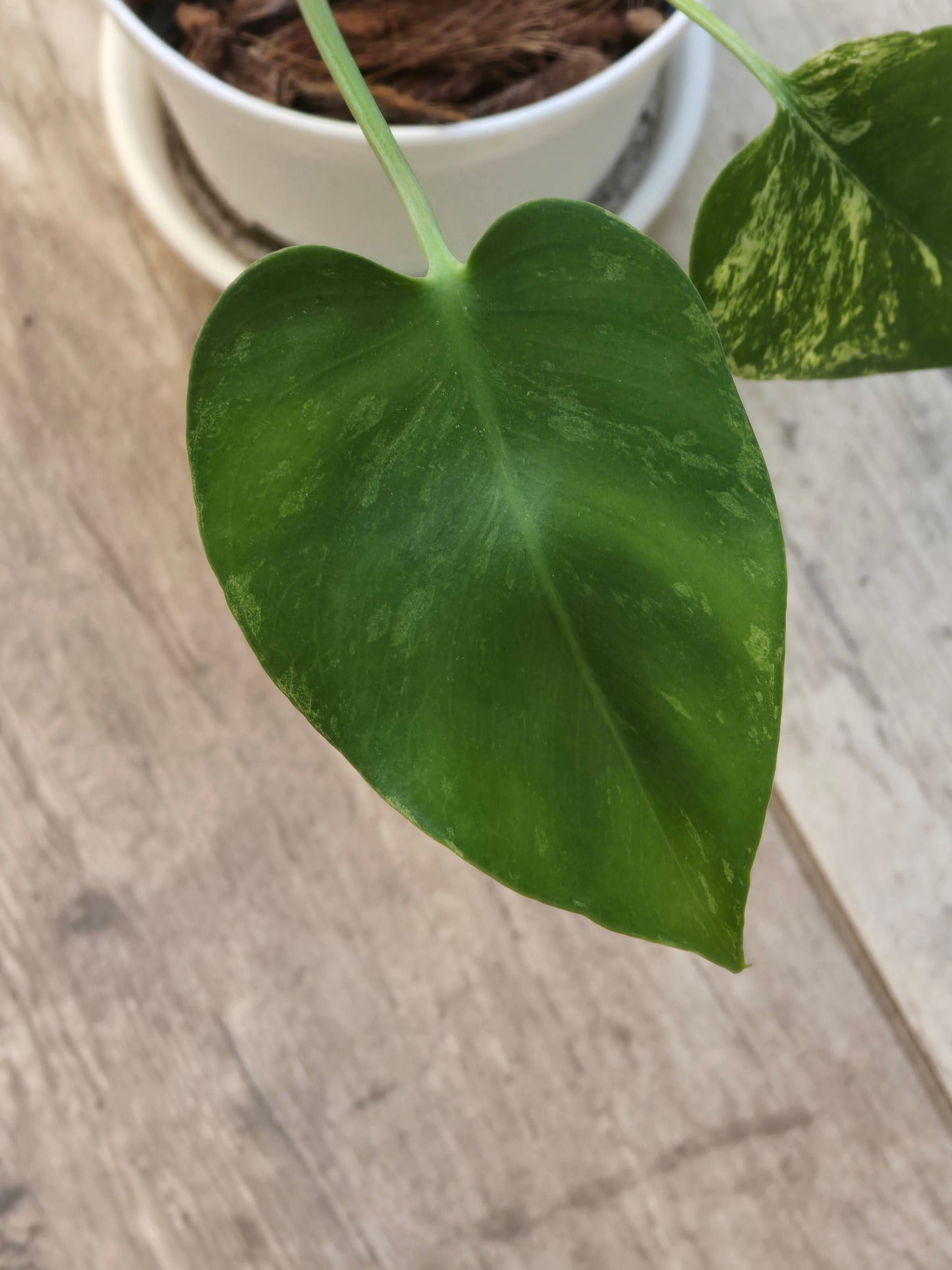 Monstera Mint Large Form #464