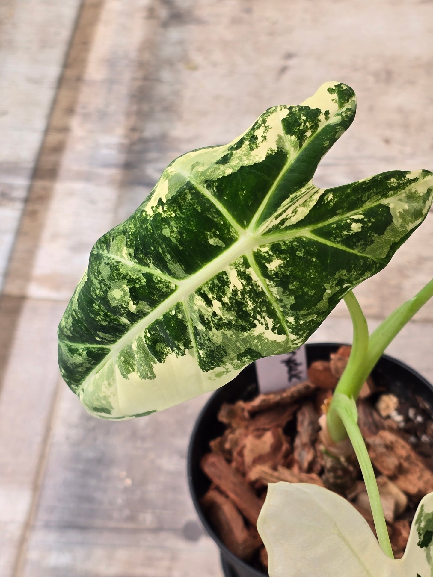 Alocasia Frydek Variegated #7