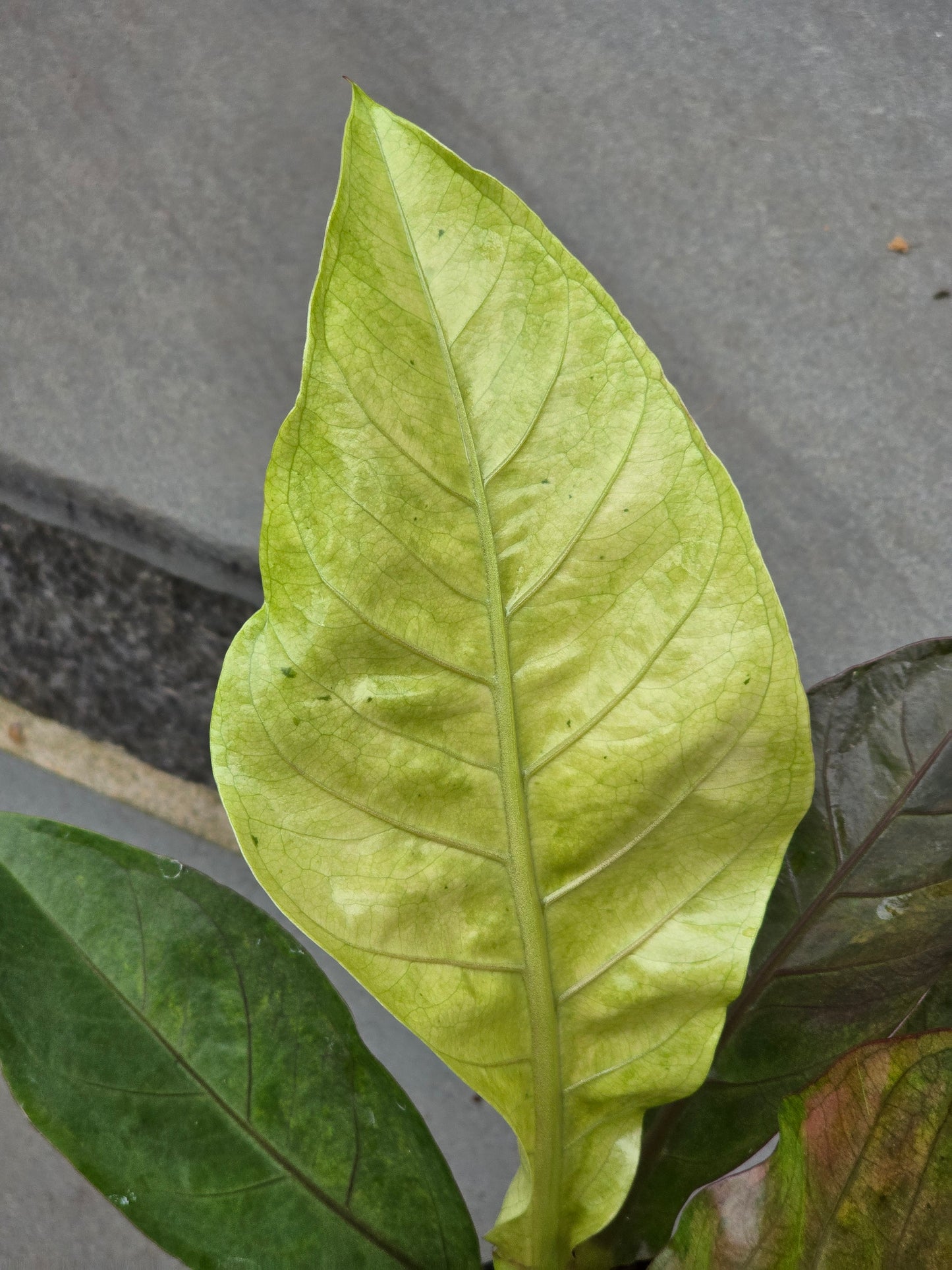 Anthurium Hookeri Copper/Pink Variegated