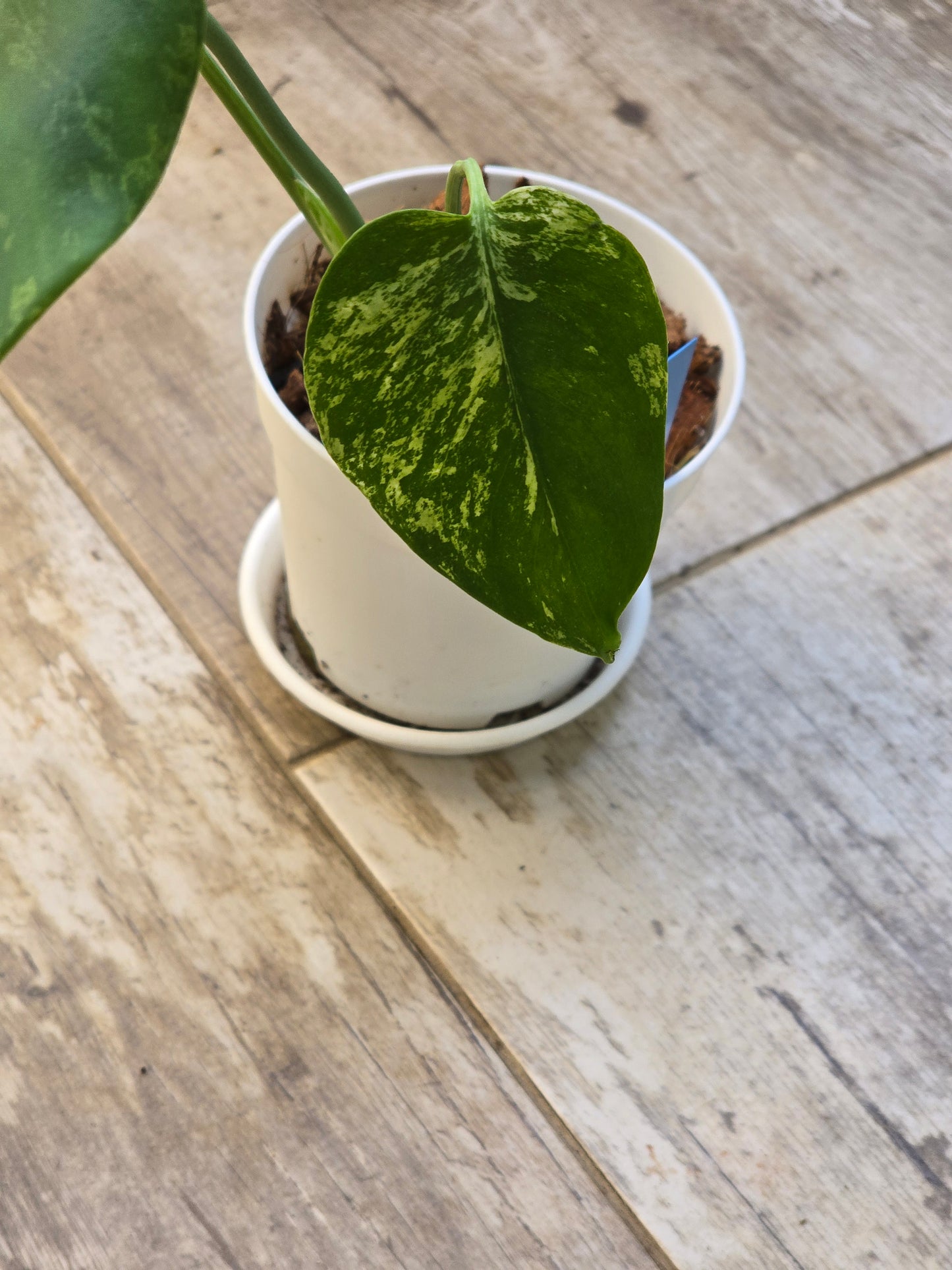 Monstera Mint Large Form #464