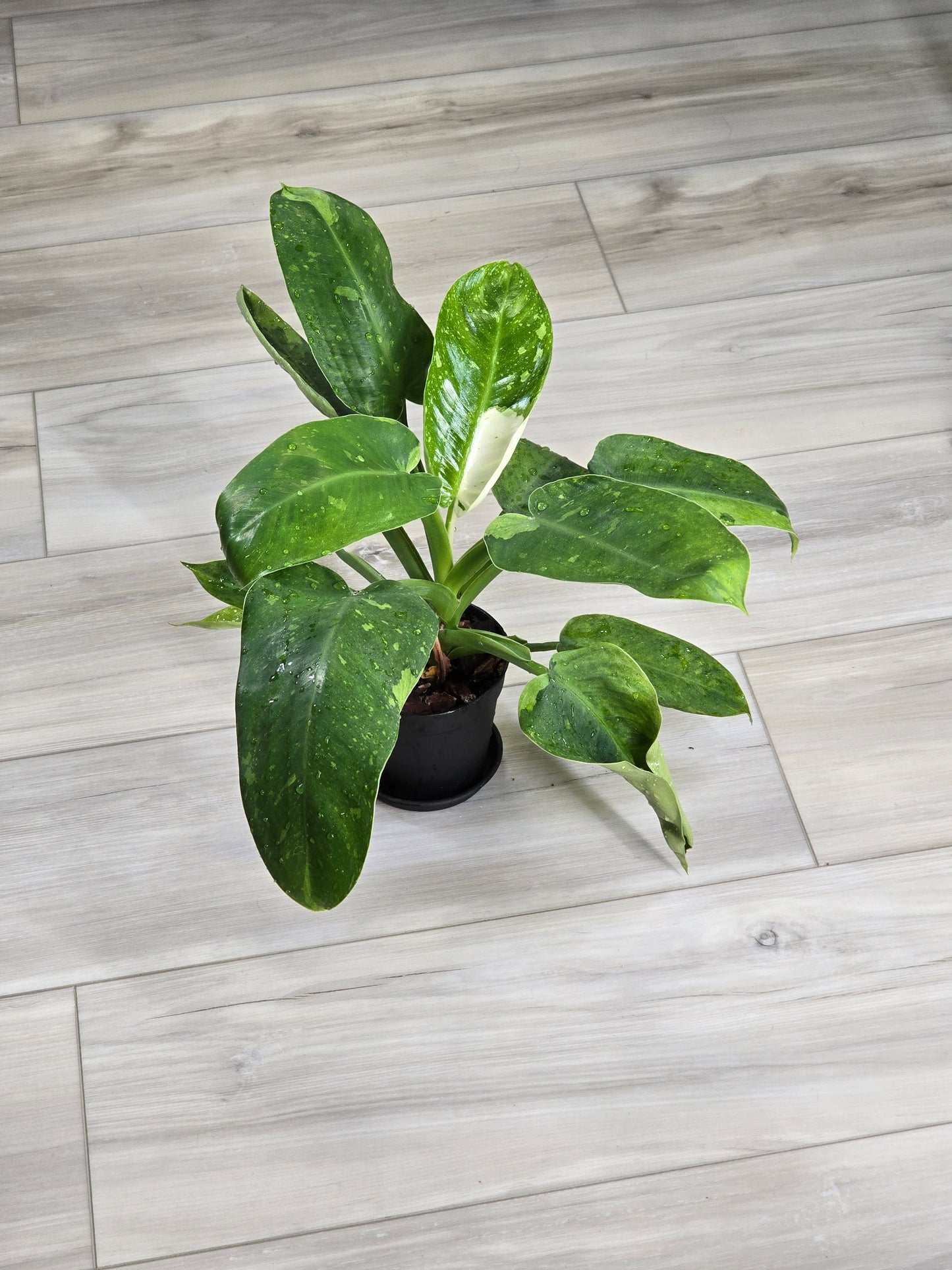Philodendron Jose Buono Variegated #164