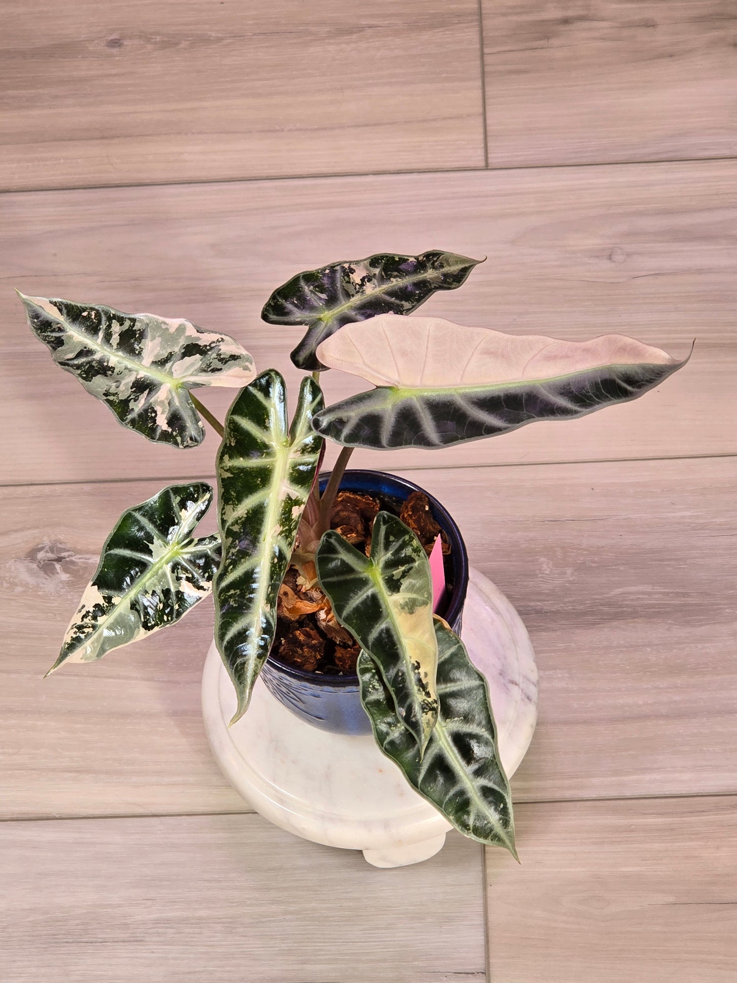 Alocasia Pink Bambino