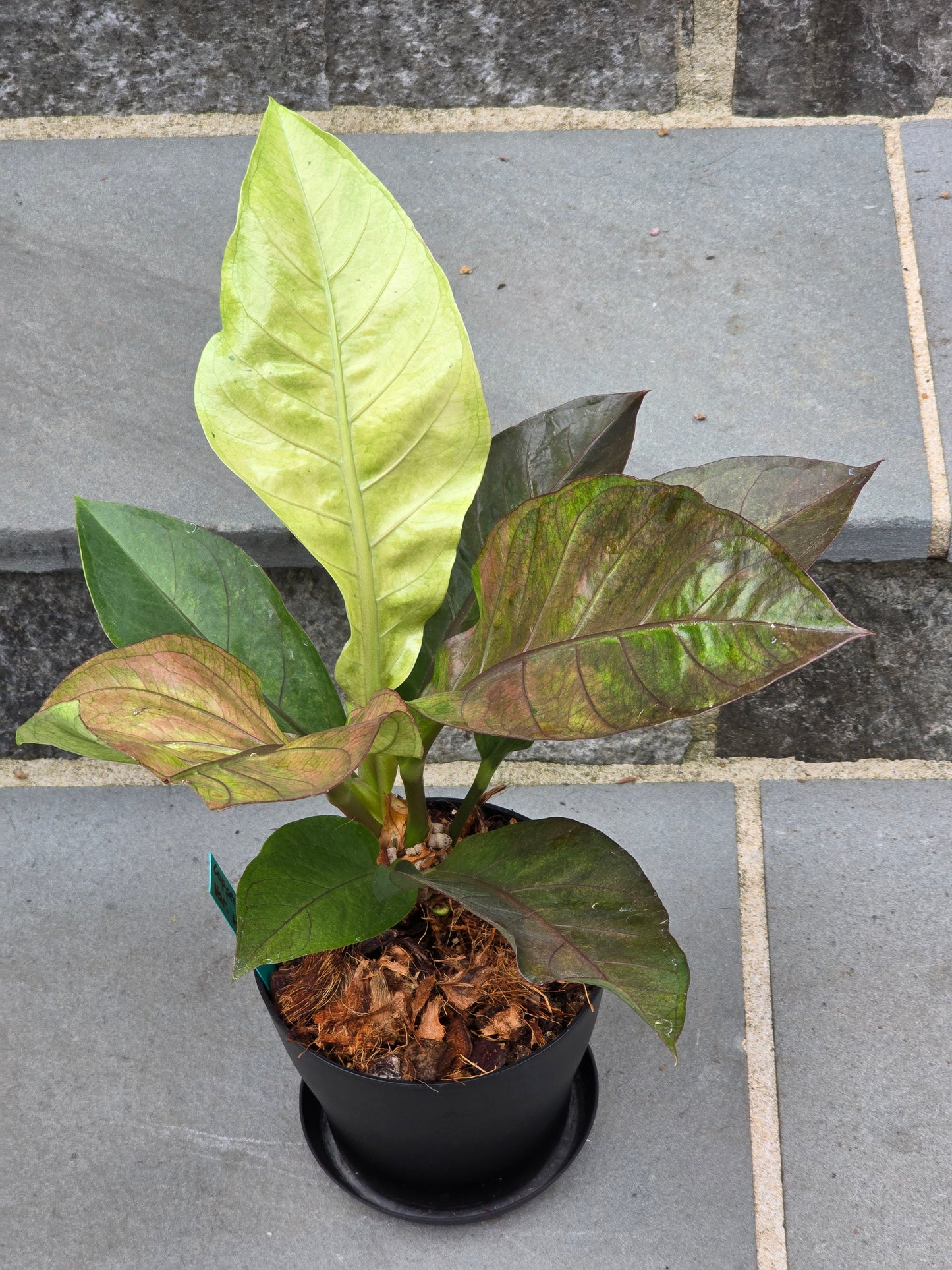 Anthurium Hookeri Copper/Pink Variegated