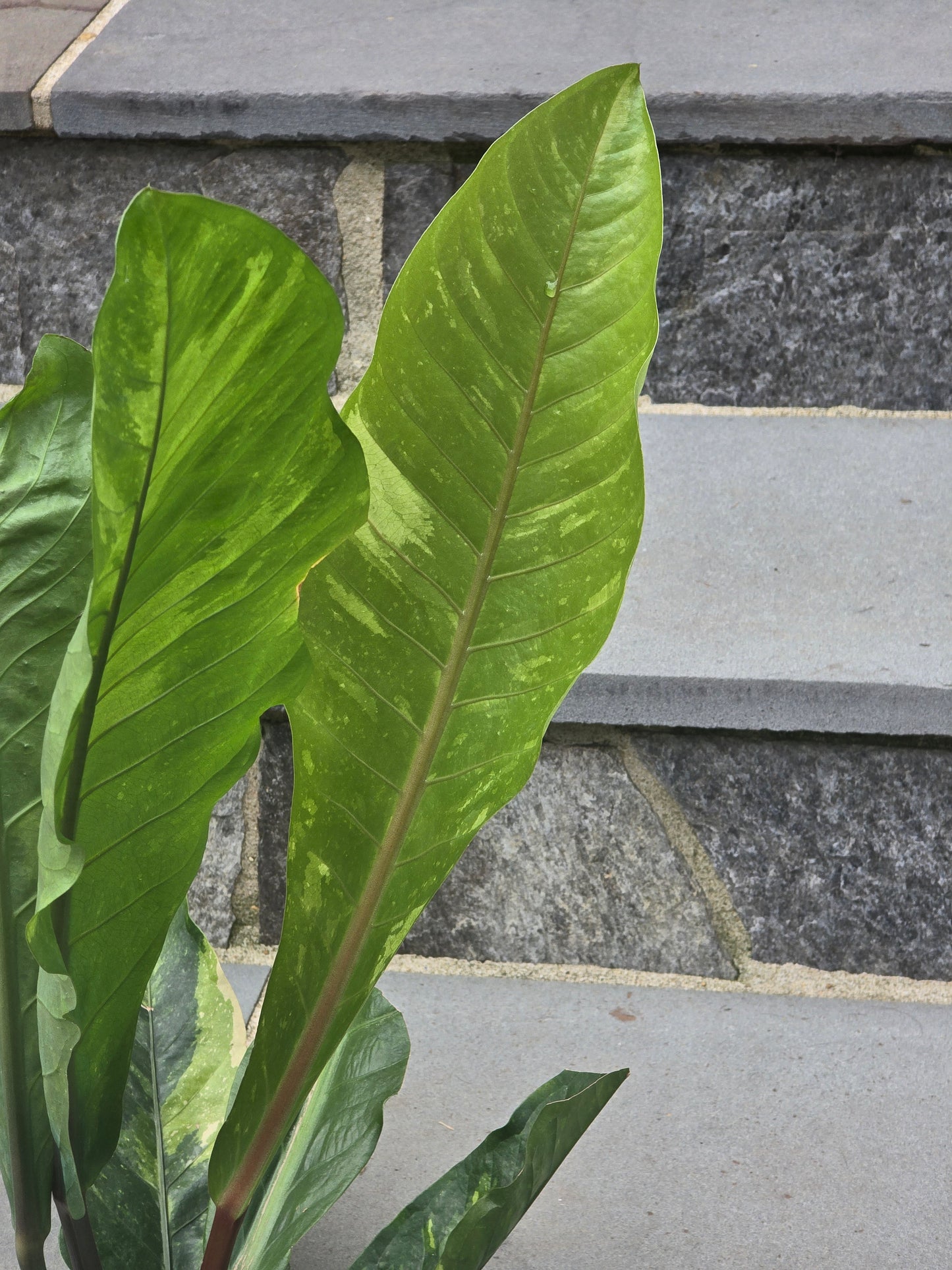 Anthurium Hookeri Variegated