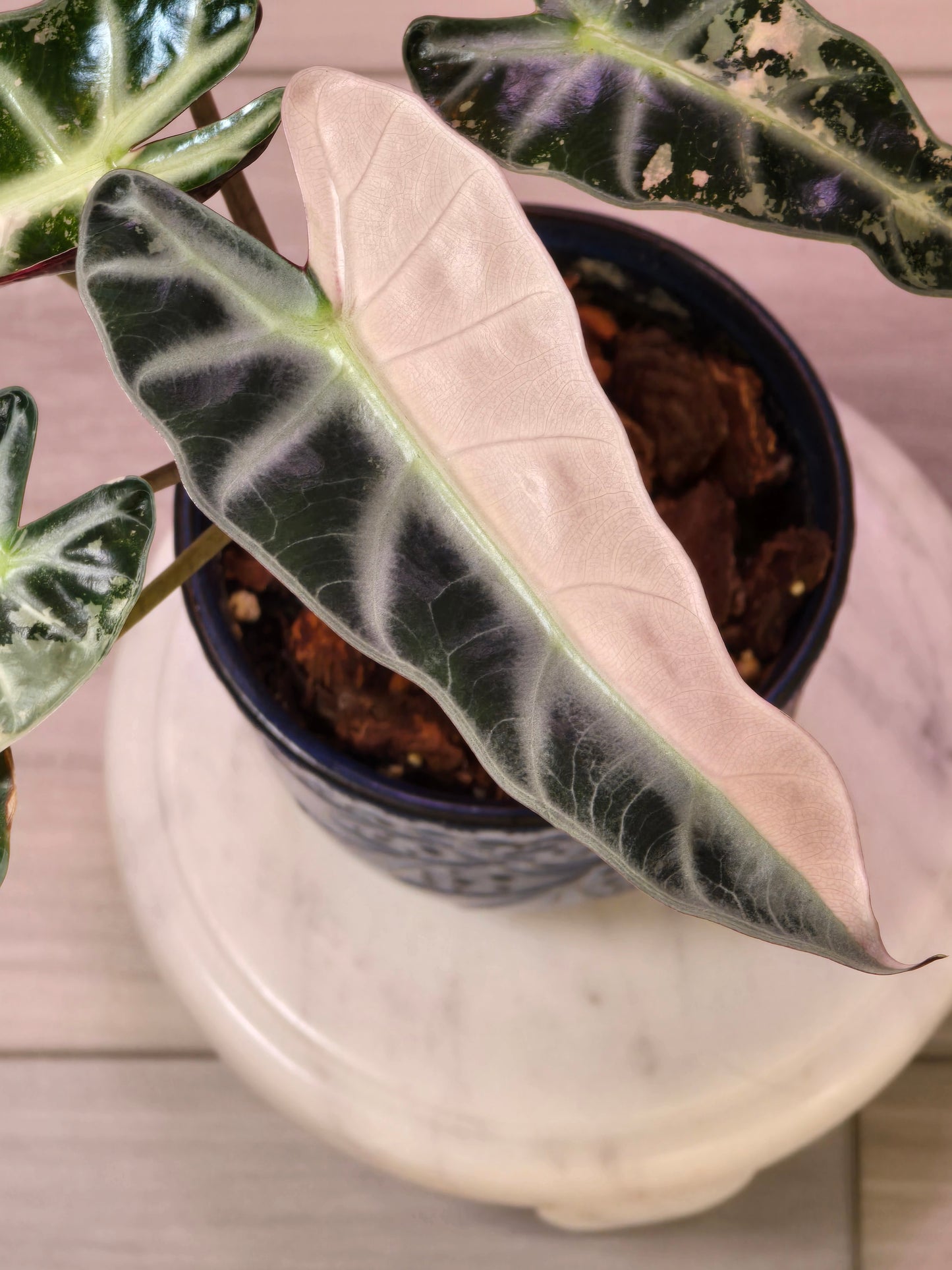 Alocasia Pink Bambino