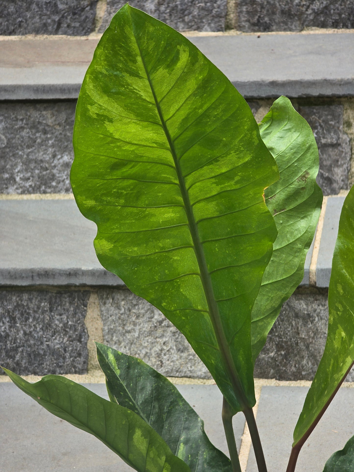 Anthurium Hookeri Variegated