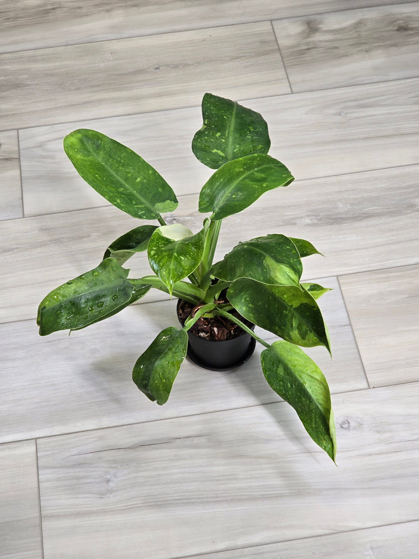 Philodendron Jose Buono Variegated #164