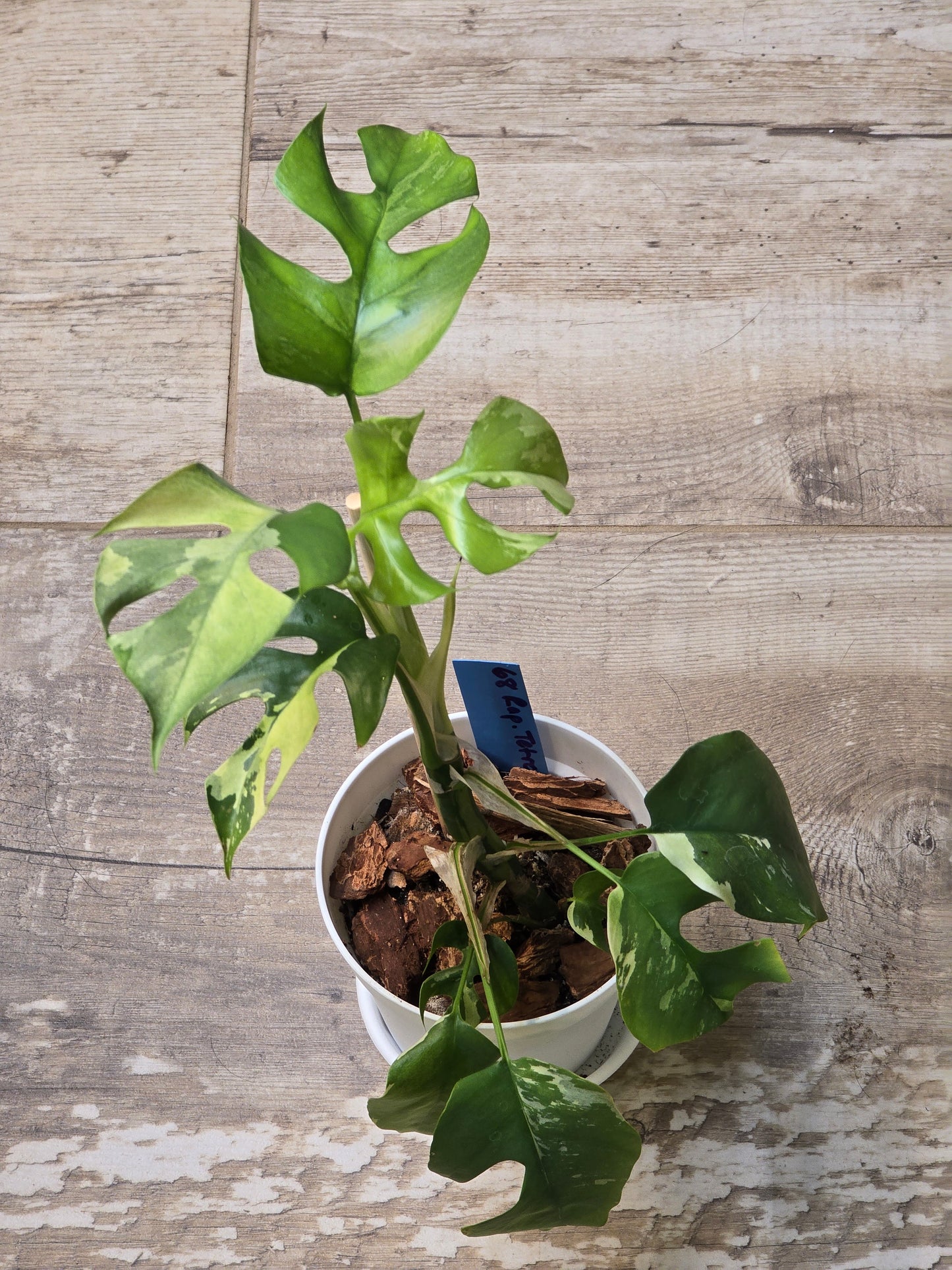 Rhaphidophora Tetrasperma Albo #68