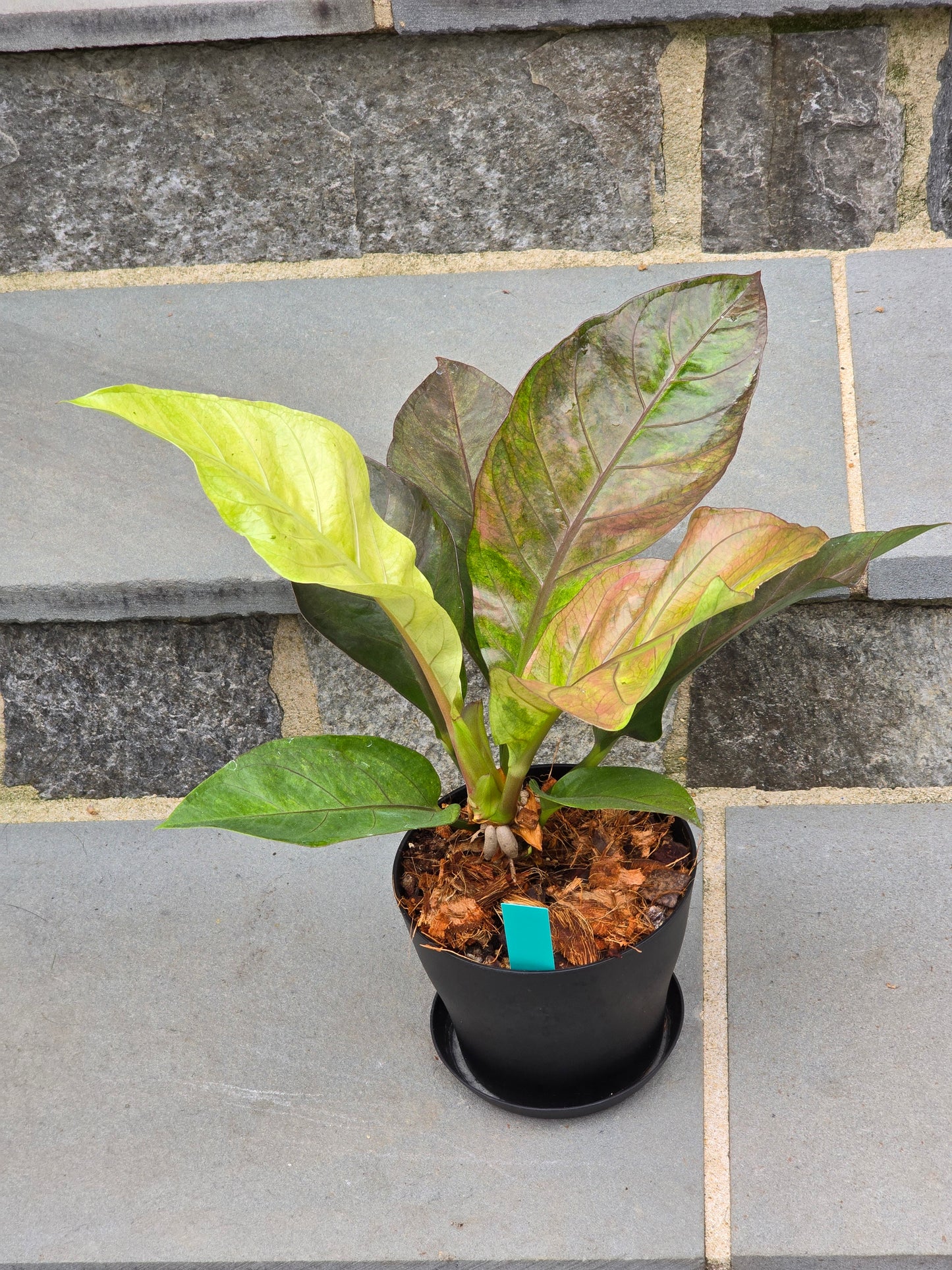 Anthurium Hookeri Copper/Pink Variegated