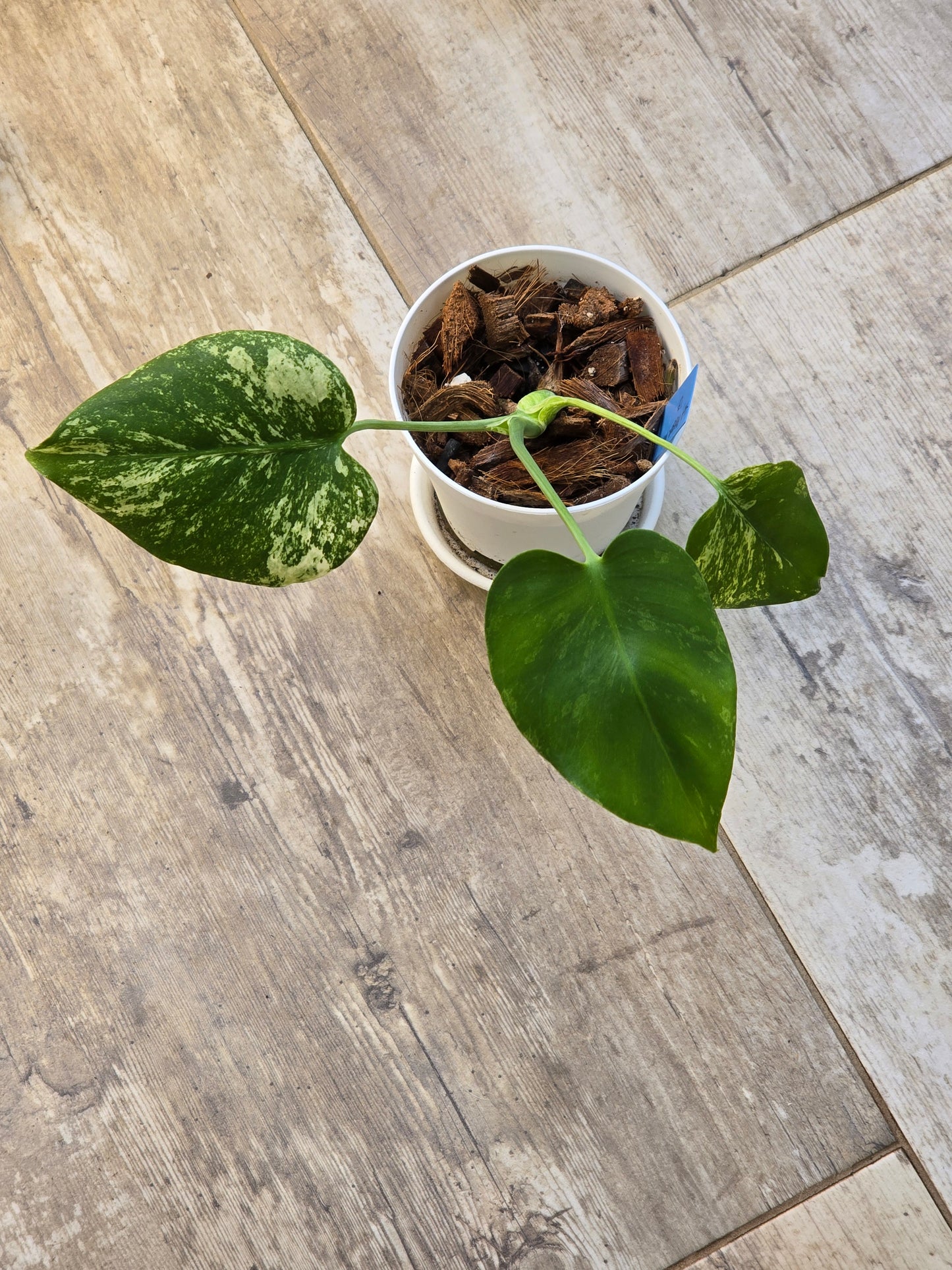 Monstera Mint Large Form #464