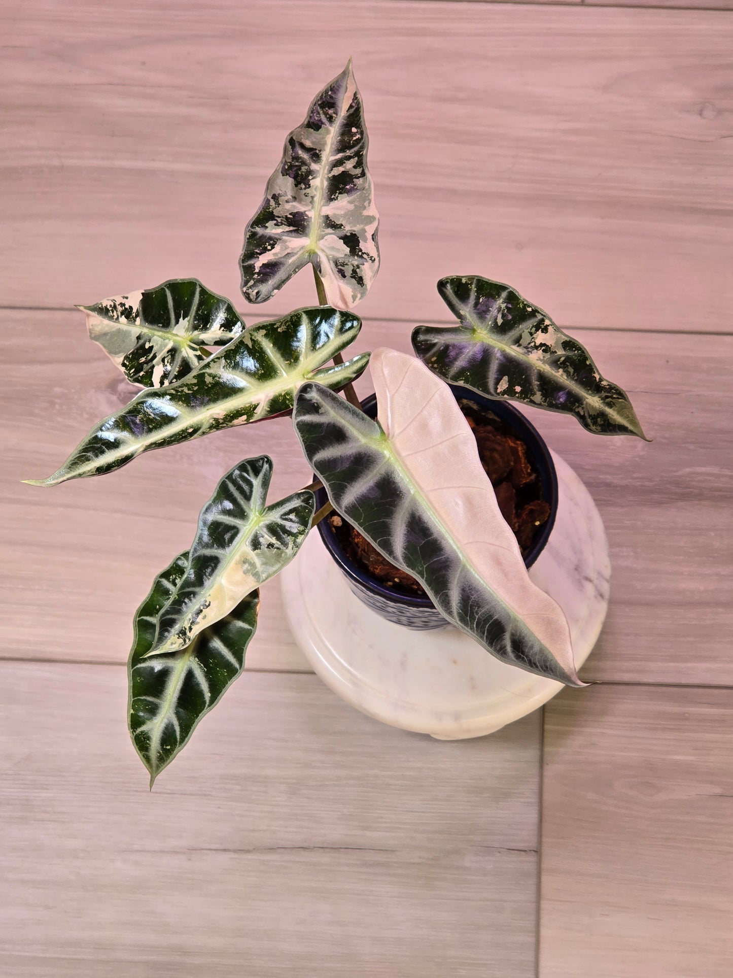 Alocasia Pink Bambino