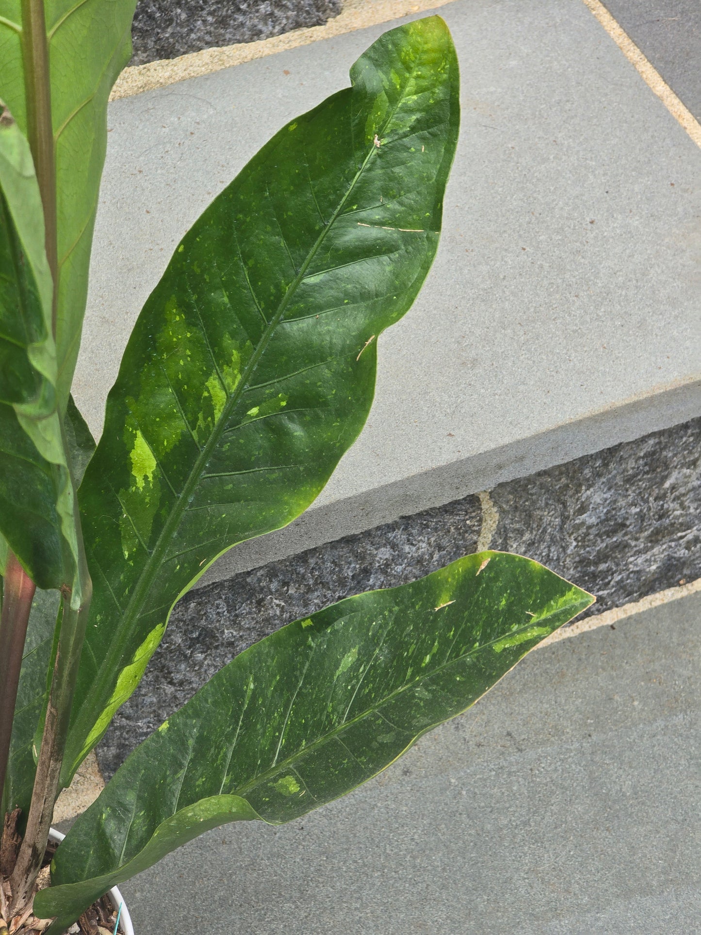 Anthurium Hookeri Variegated