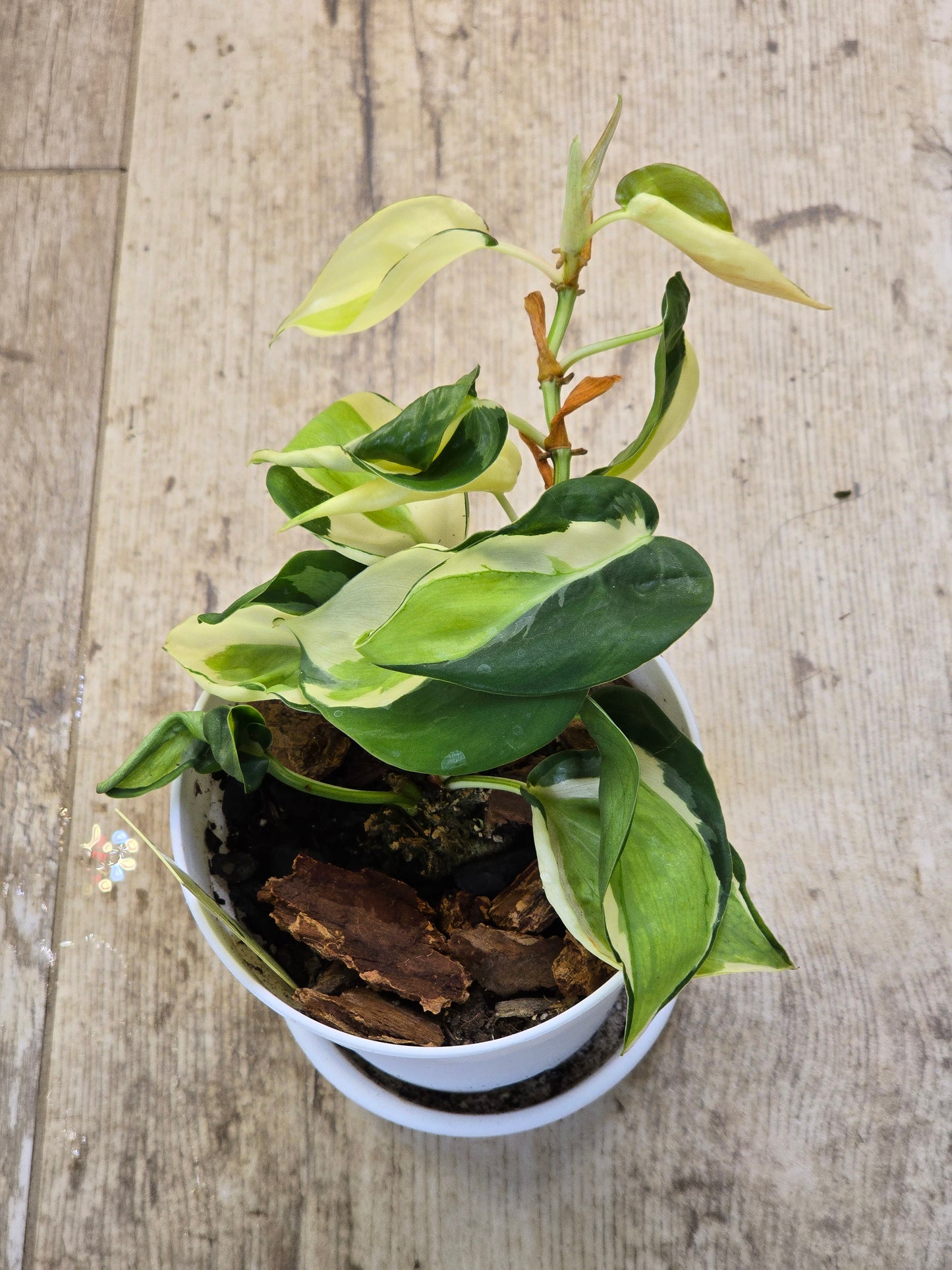Philodendron Cream Splash #40