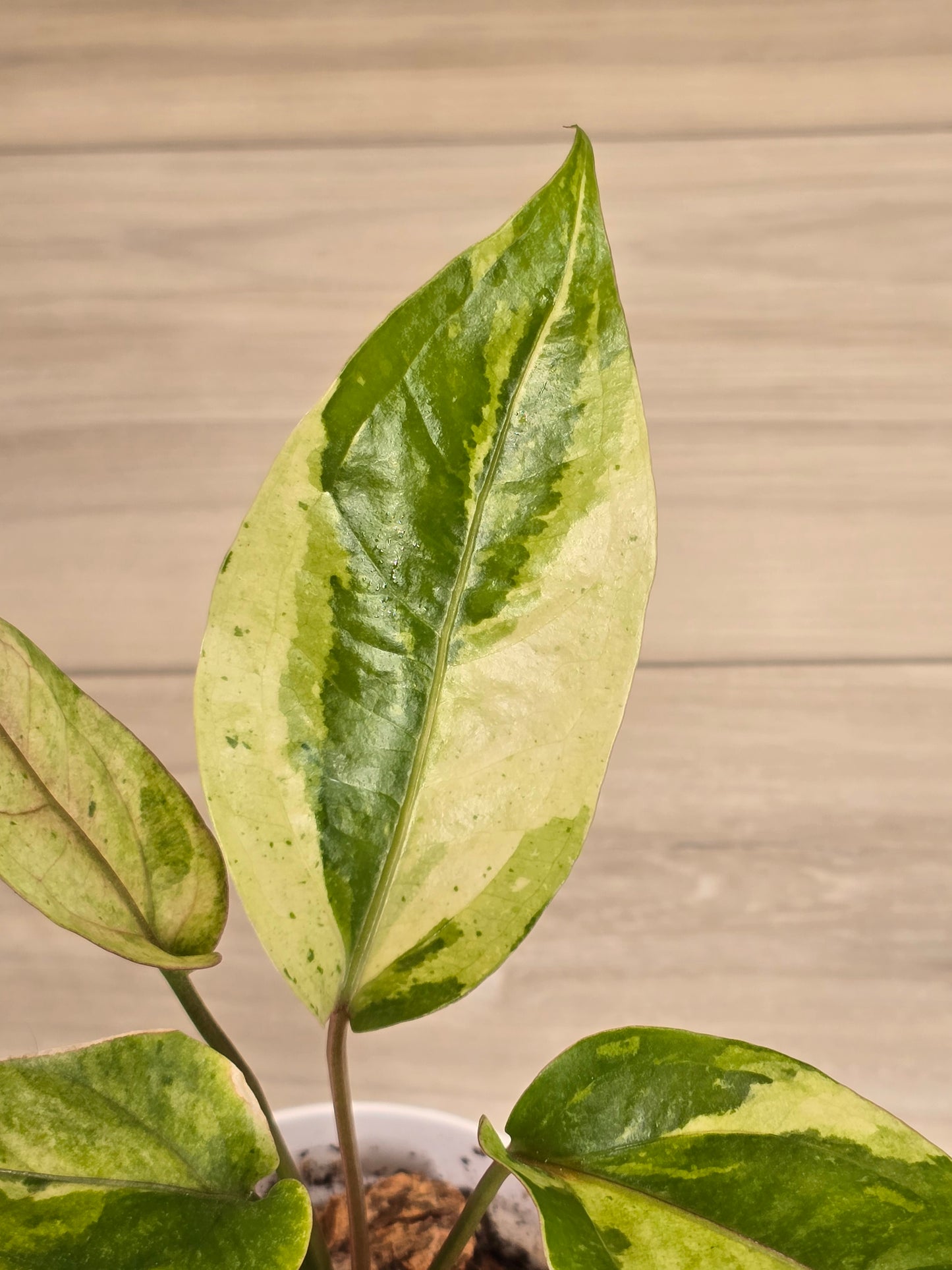 Anthurium Hookeri Variegated