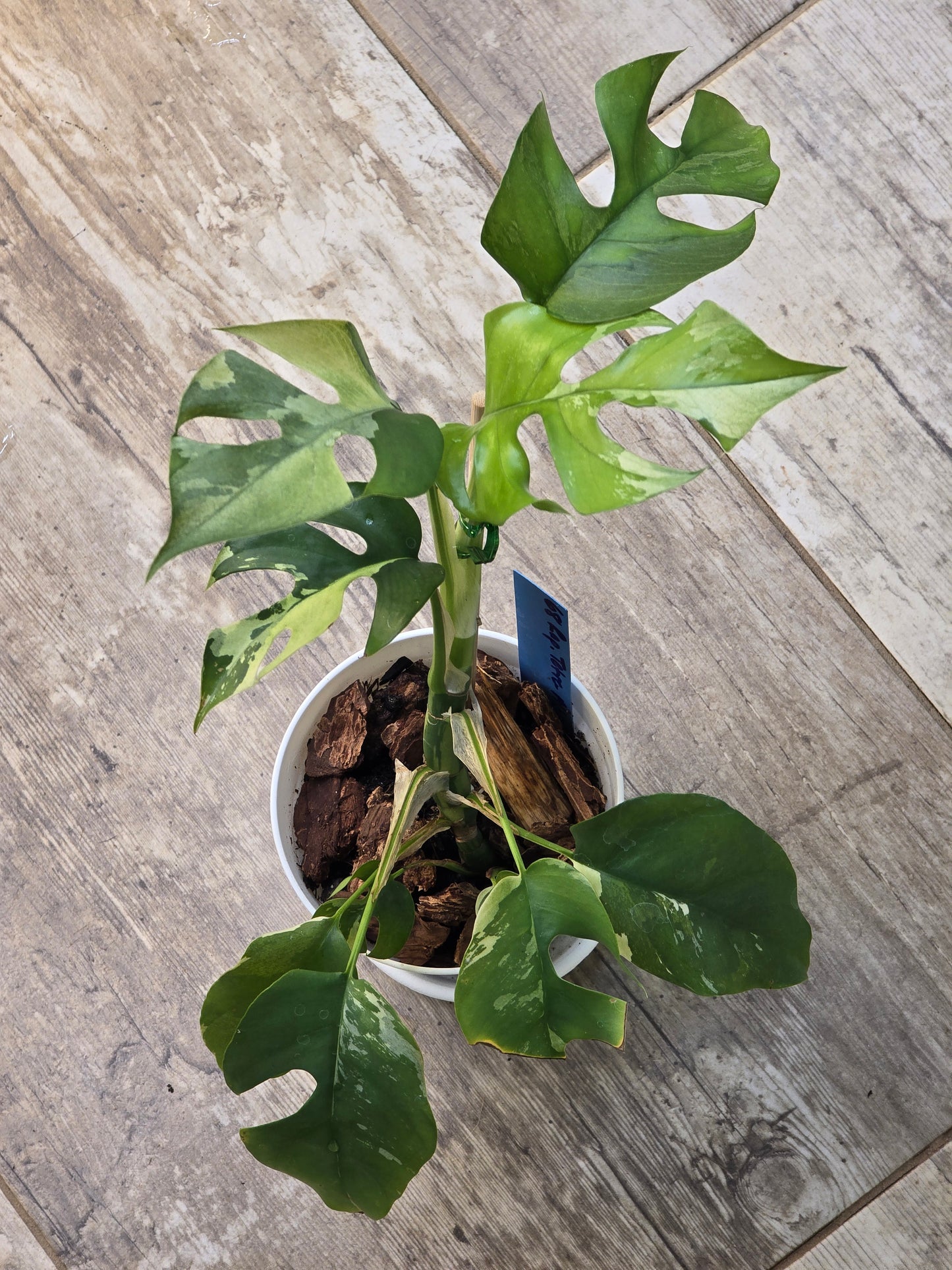 Rhaphidophora Tetrasperma Albo #68