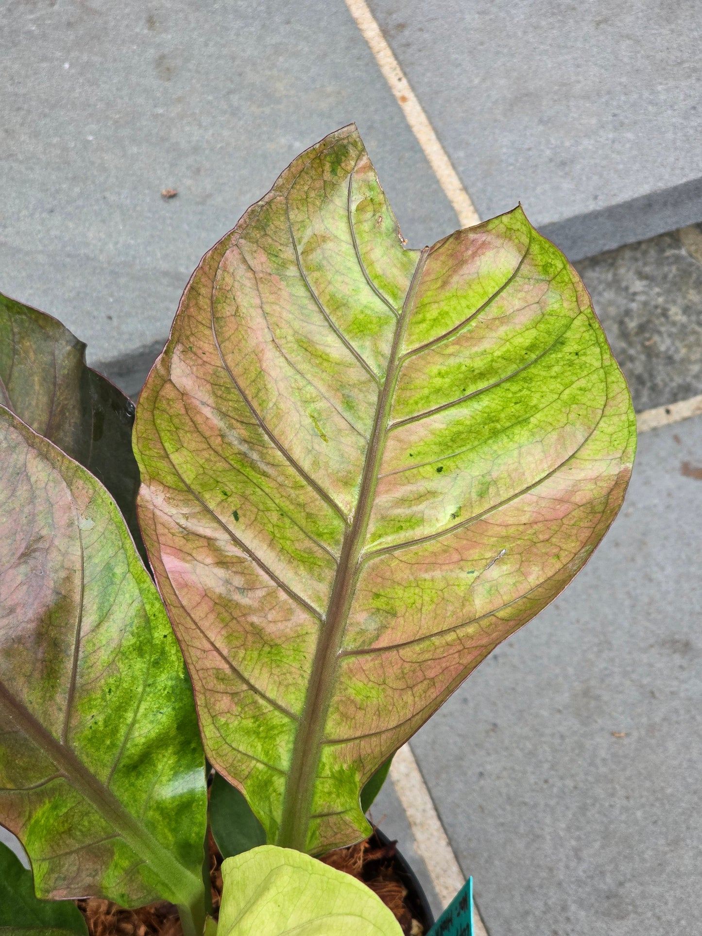 Anthurium Hookeri Copper/Pink Variegated