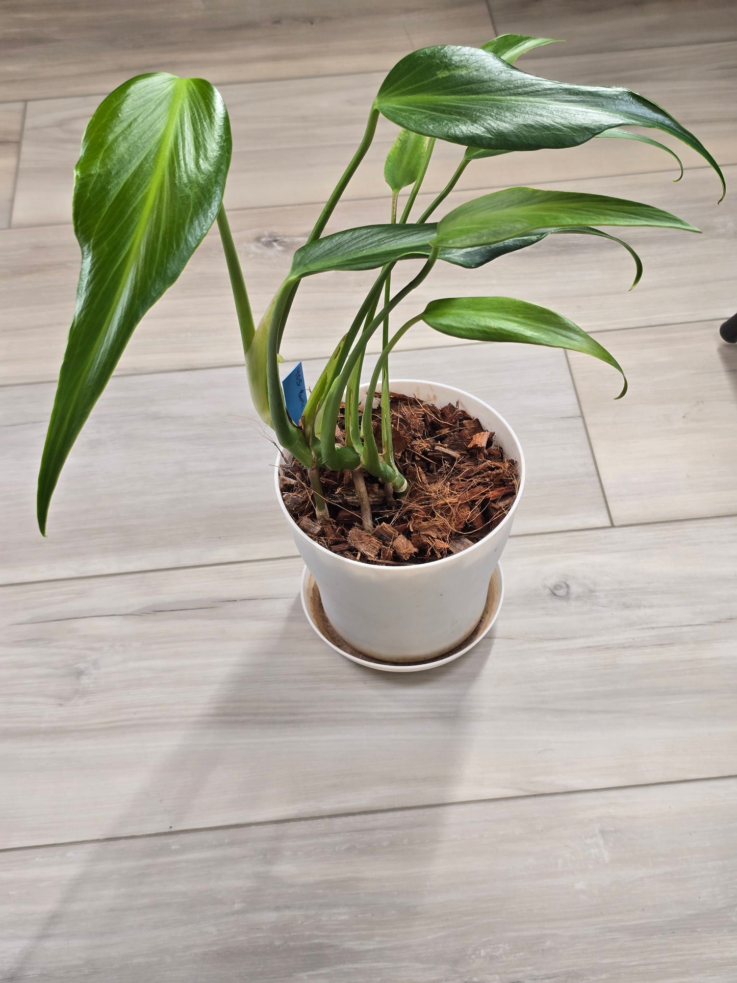 Monstera Burle Marx Flame #405